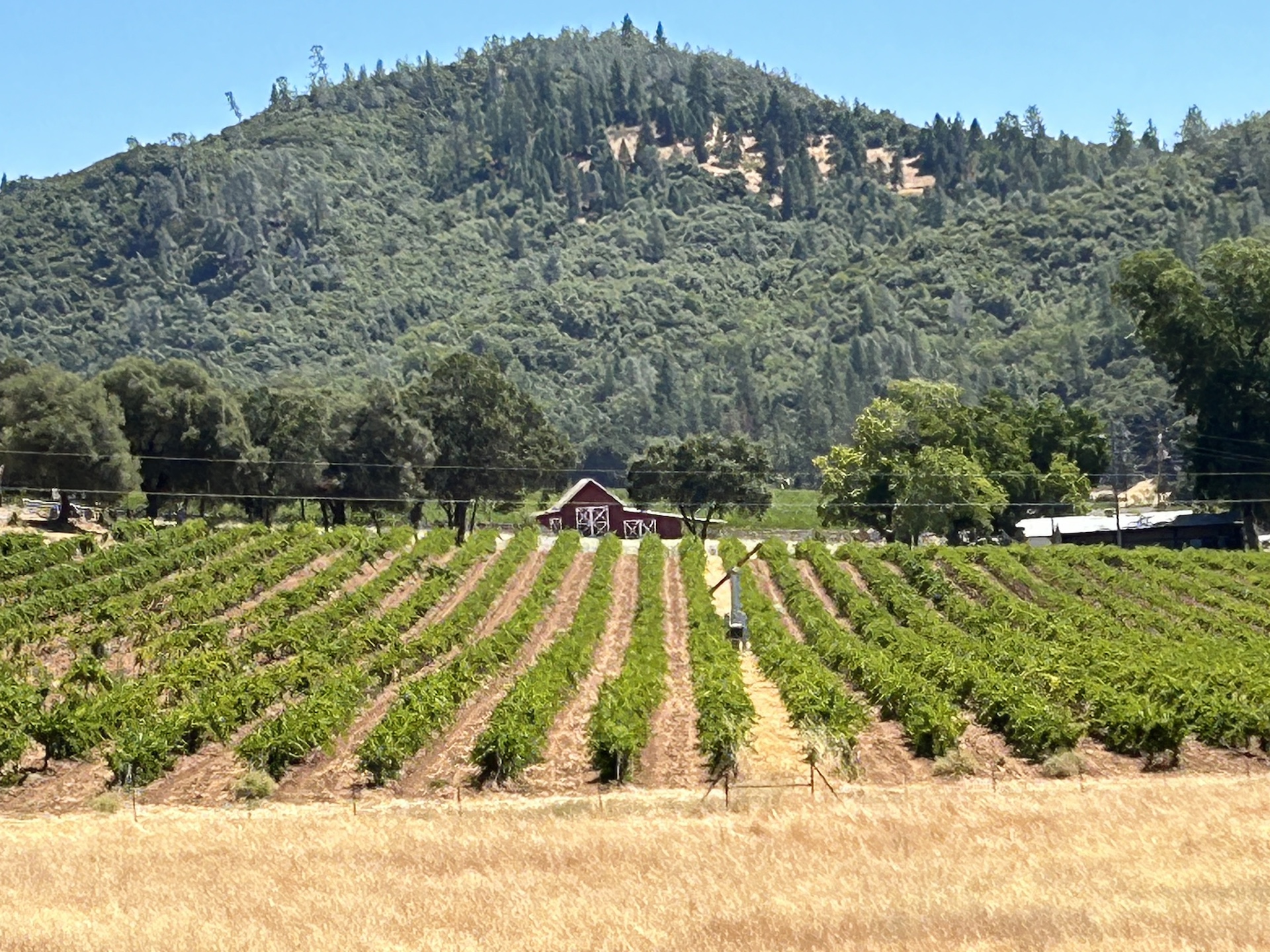 Chatom Vineyards