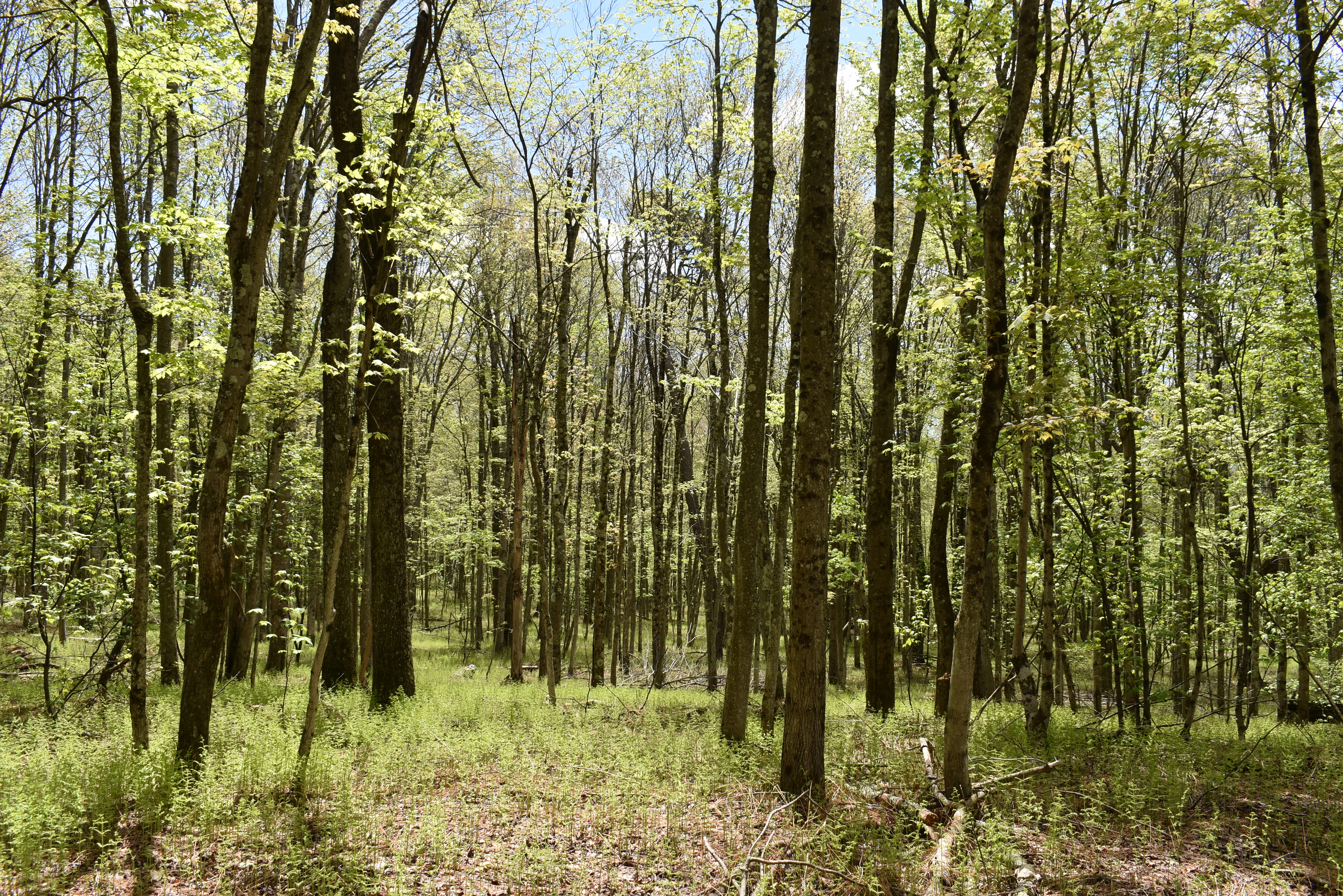 Grugan Hollow