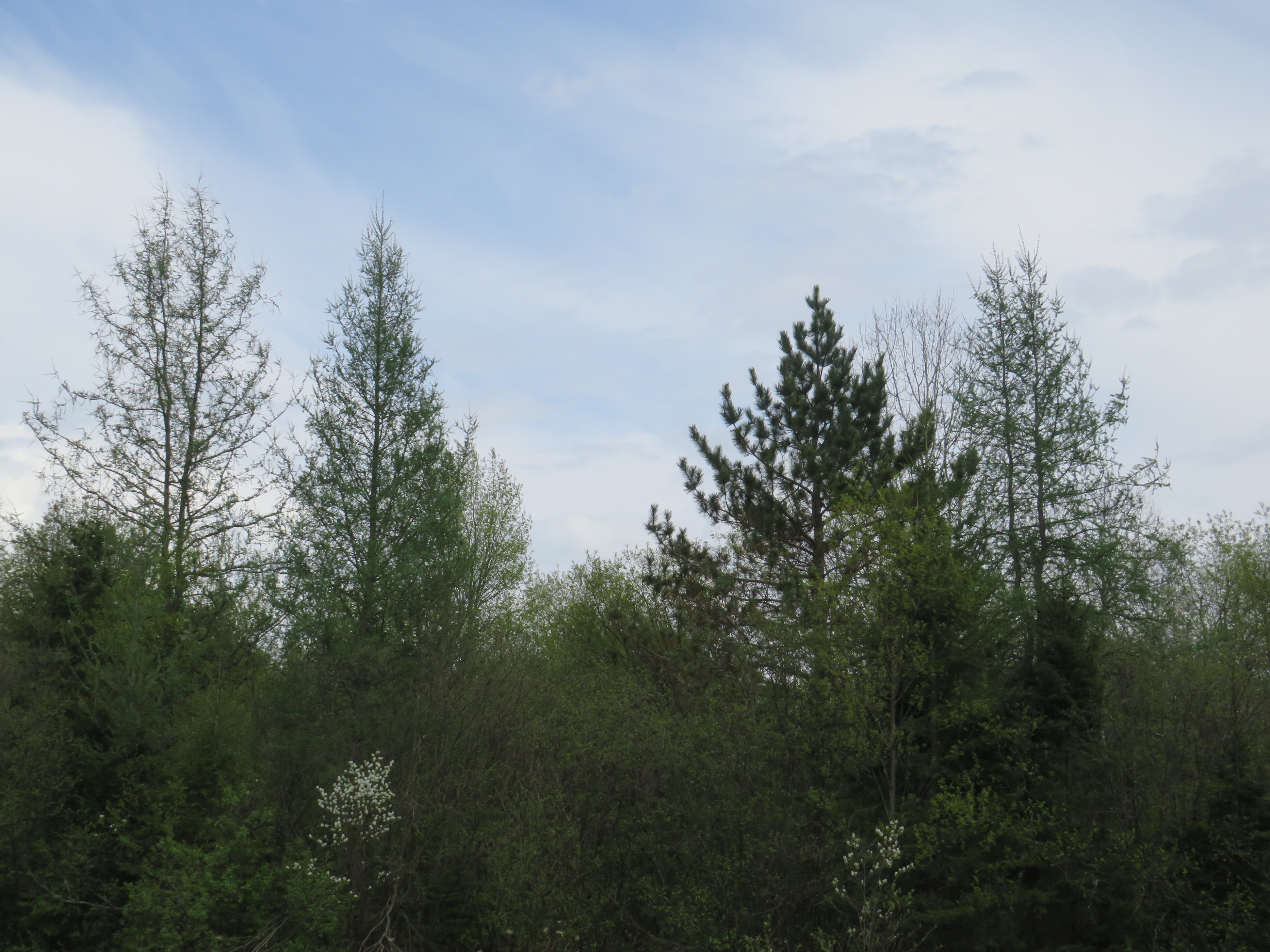 160 Acre Wilderness Retreat 50175391