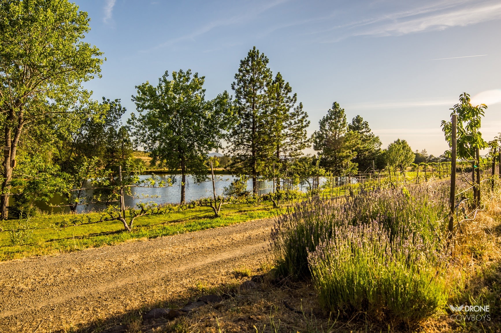 Alger Vineyards and More