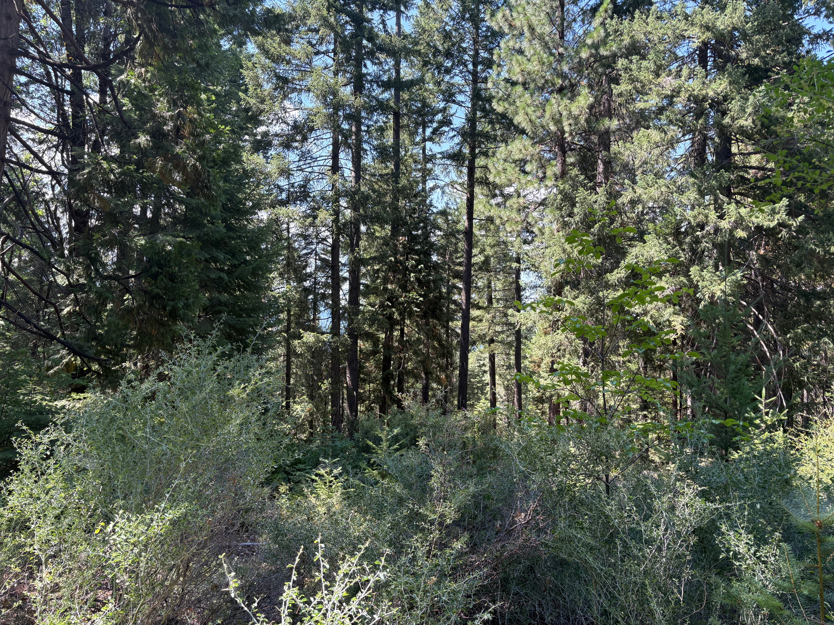 40 Acres Siskiyou 420