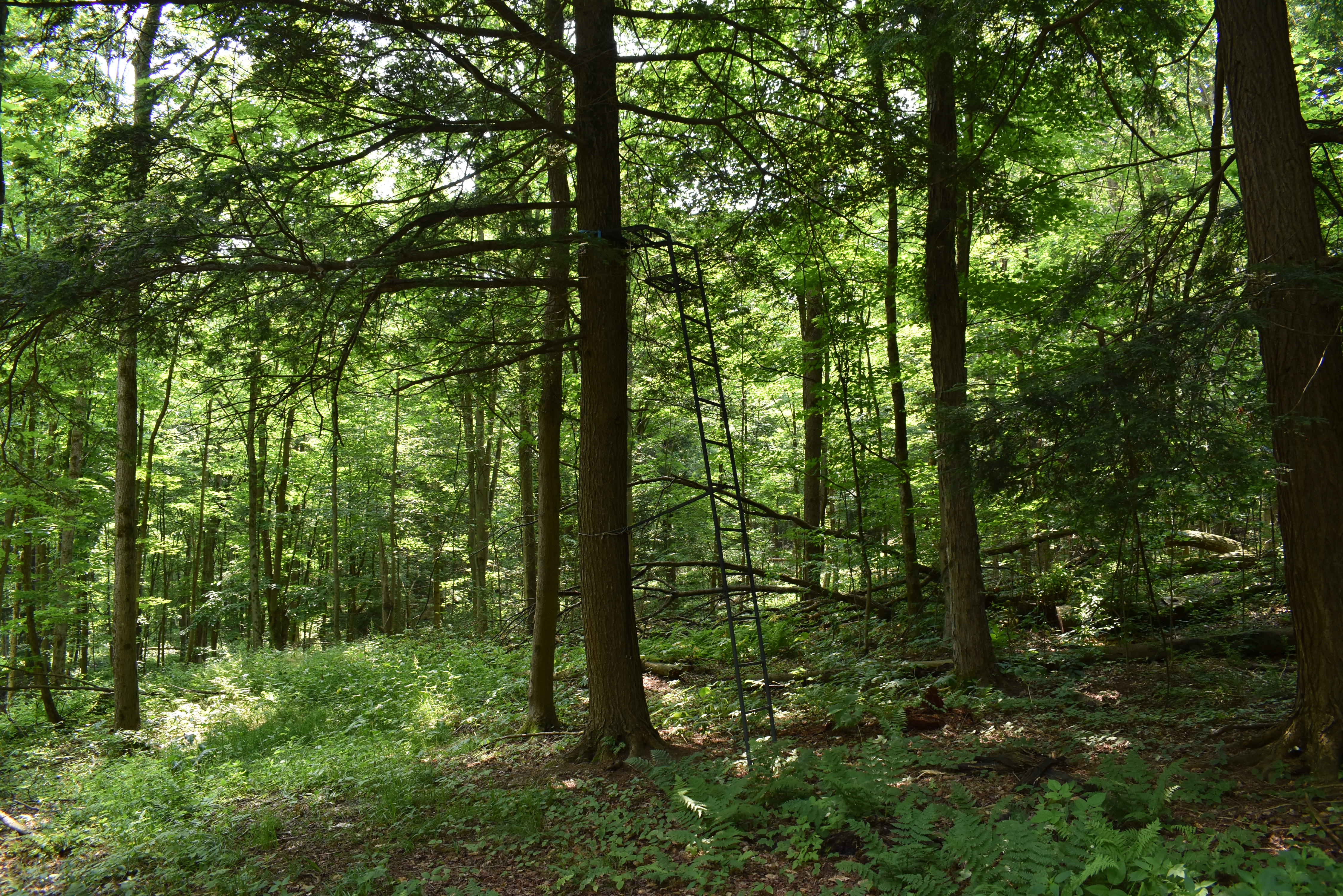 Listing Image 75