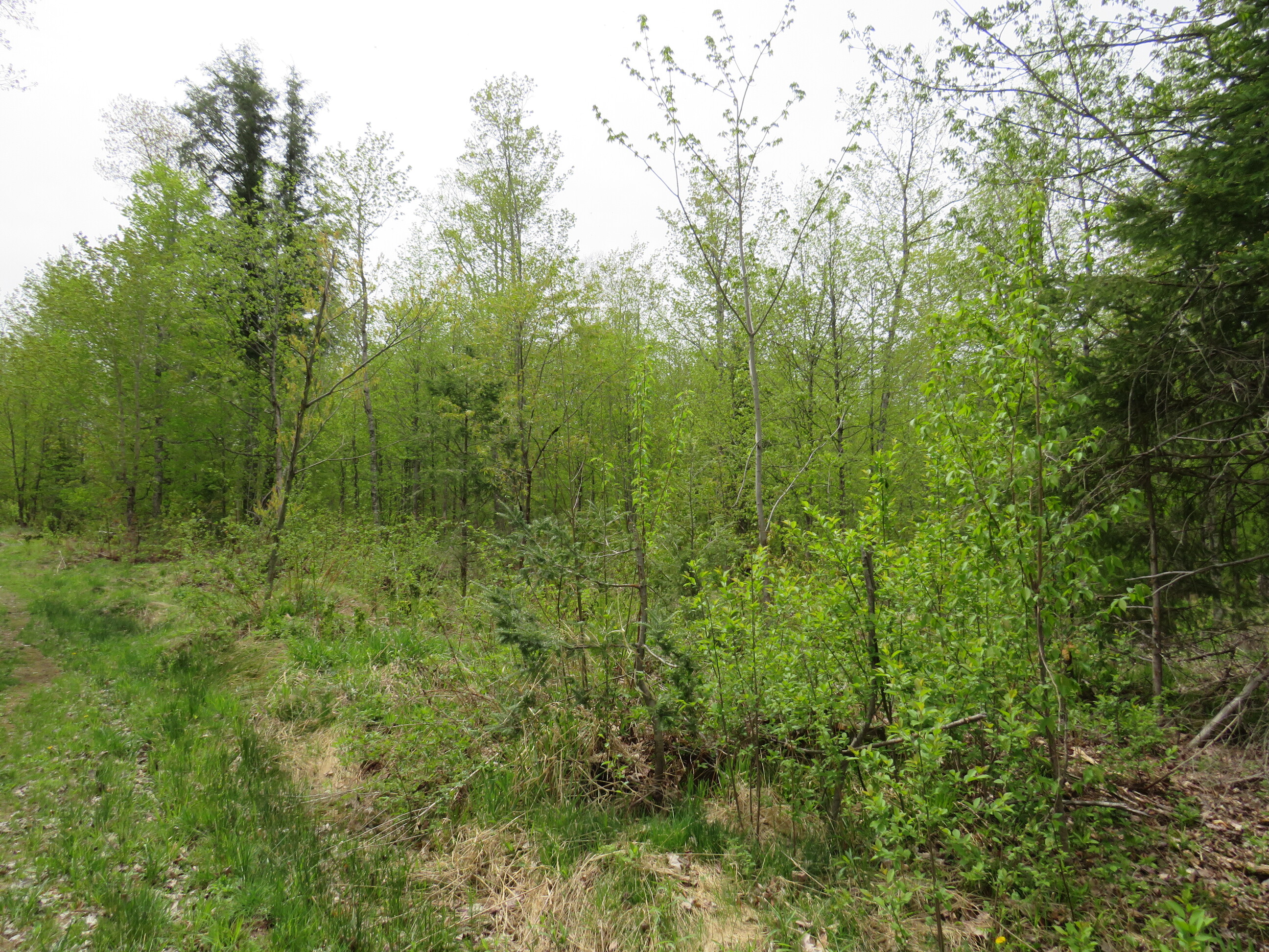 Michigan Recreational Property 50165363