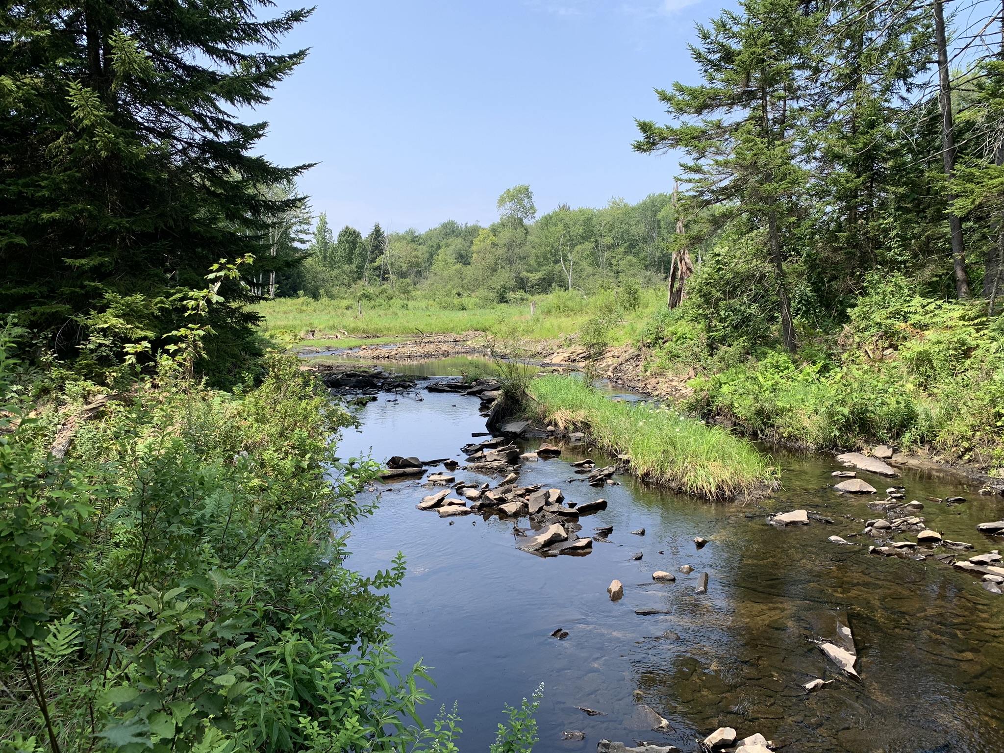 Lyman Brook Forest