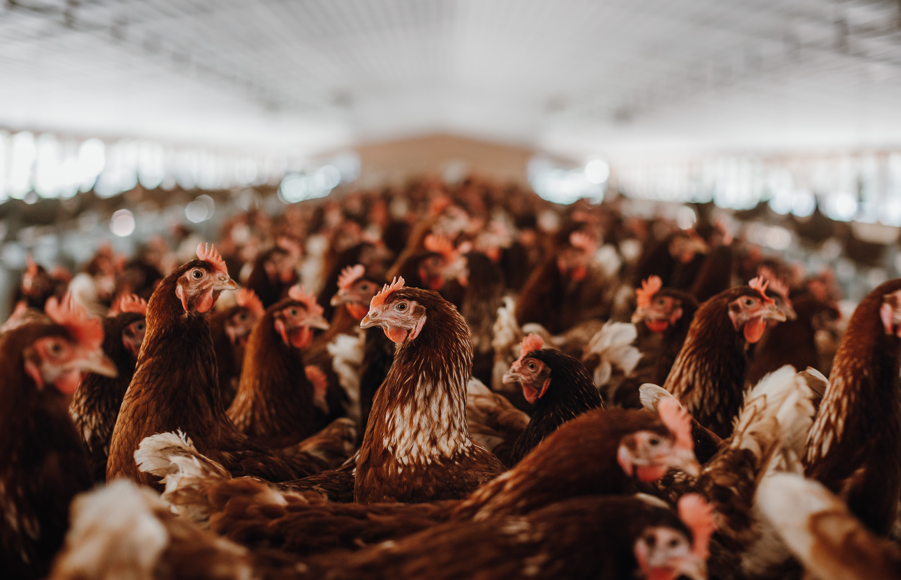 Cage Free Chicken Farm