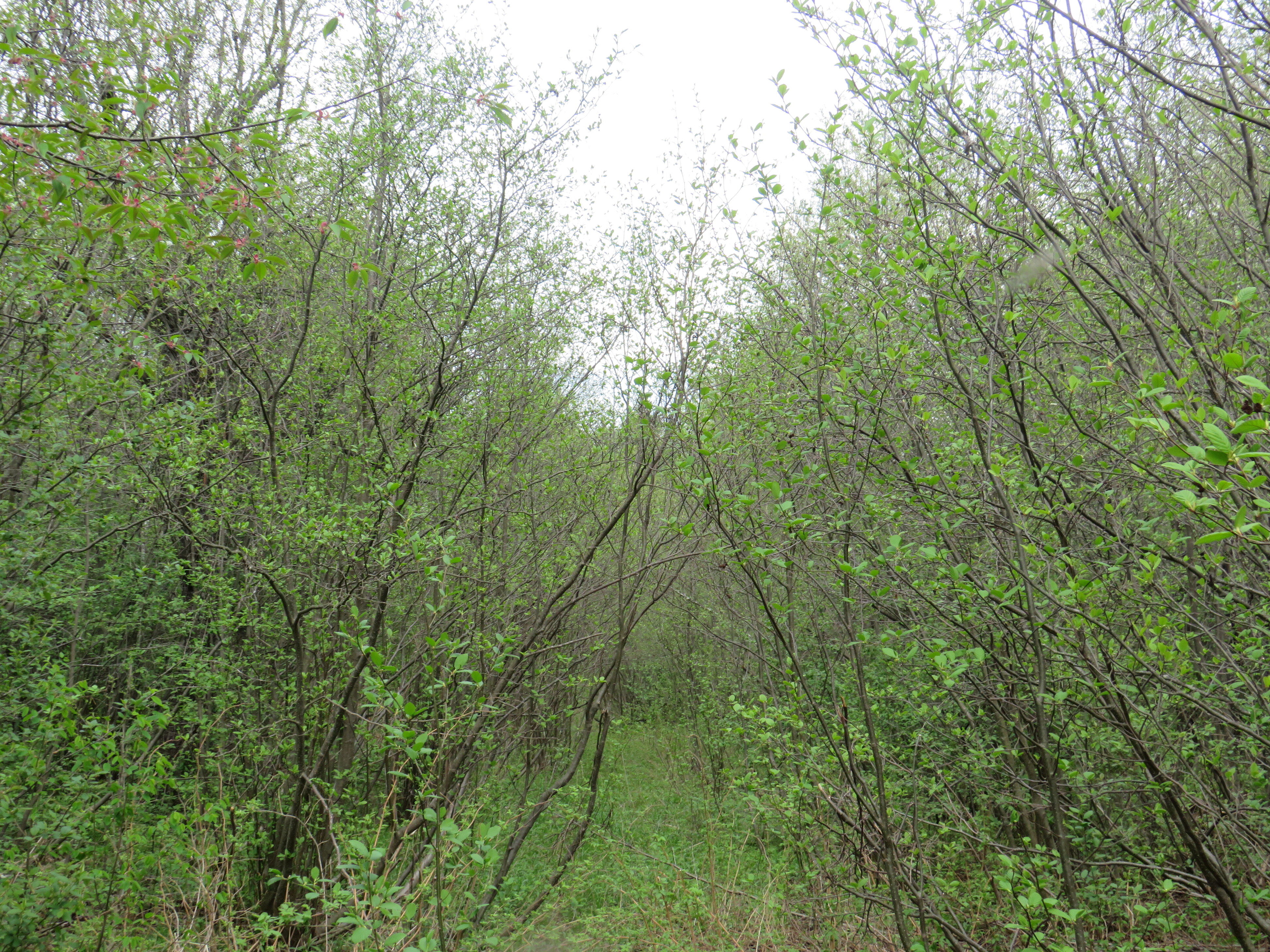 160 Acre Wilderness Retreat 50175391