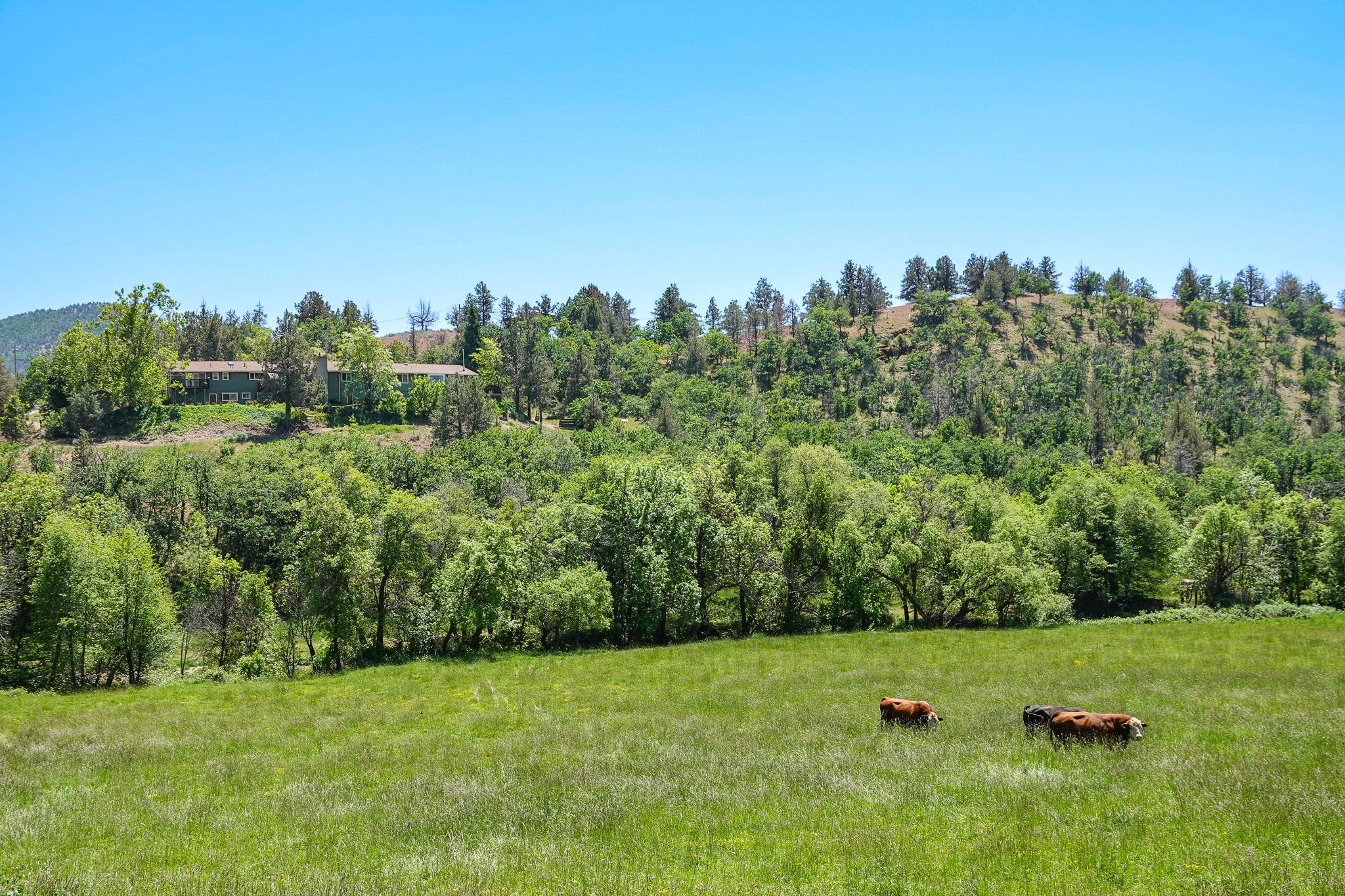 MJ Ranch