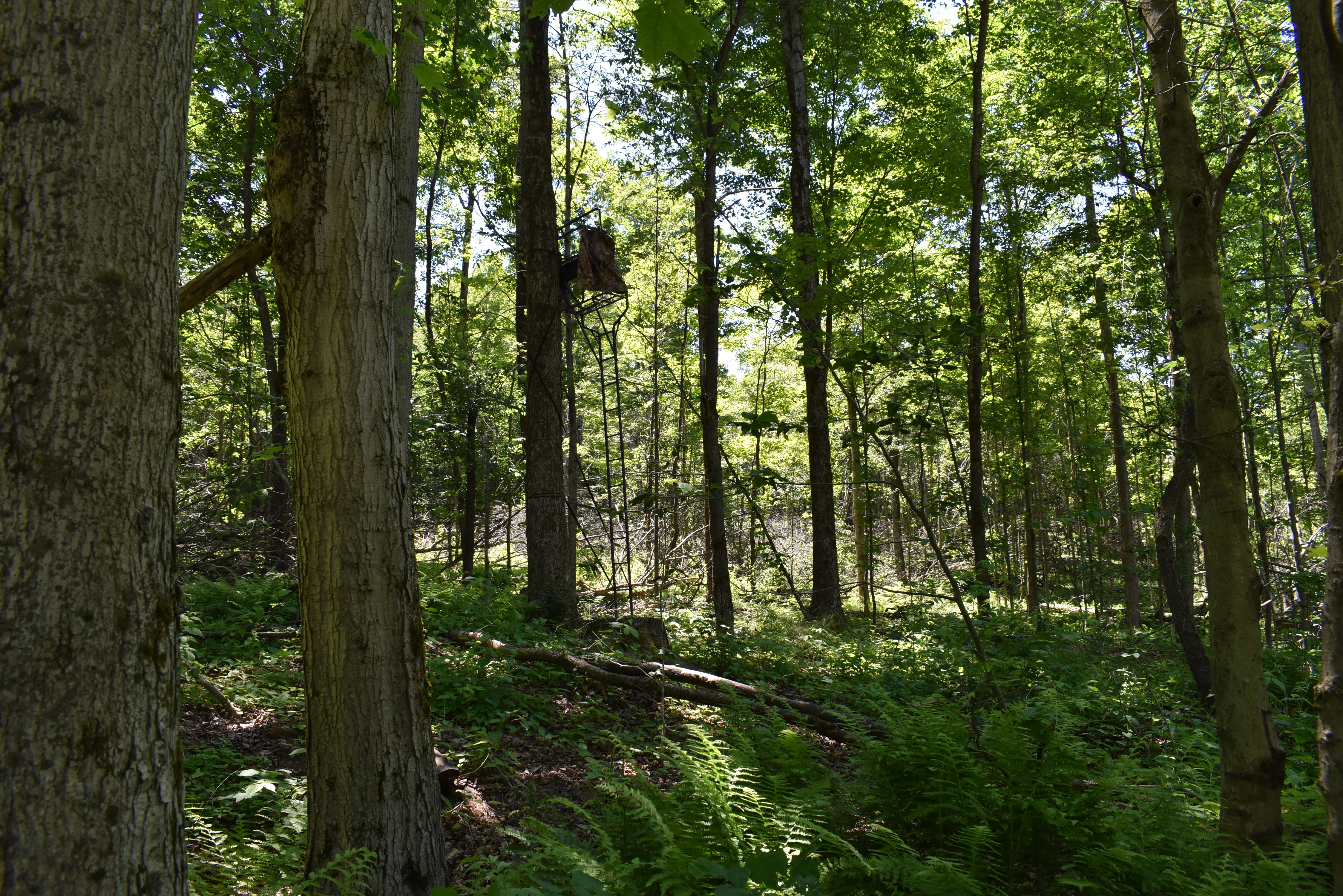 Fabulous Farrington Hollow
