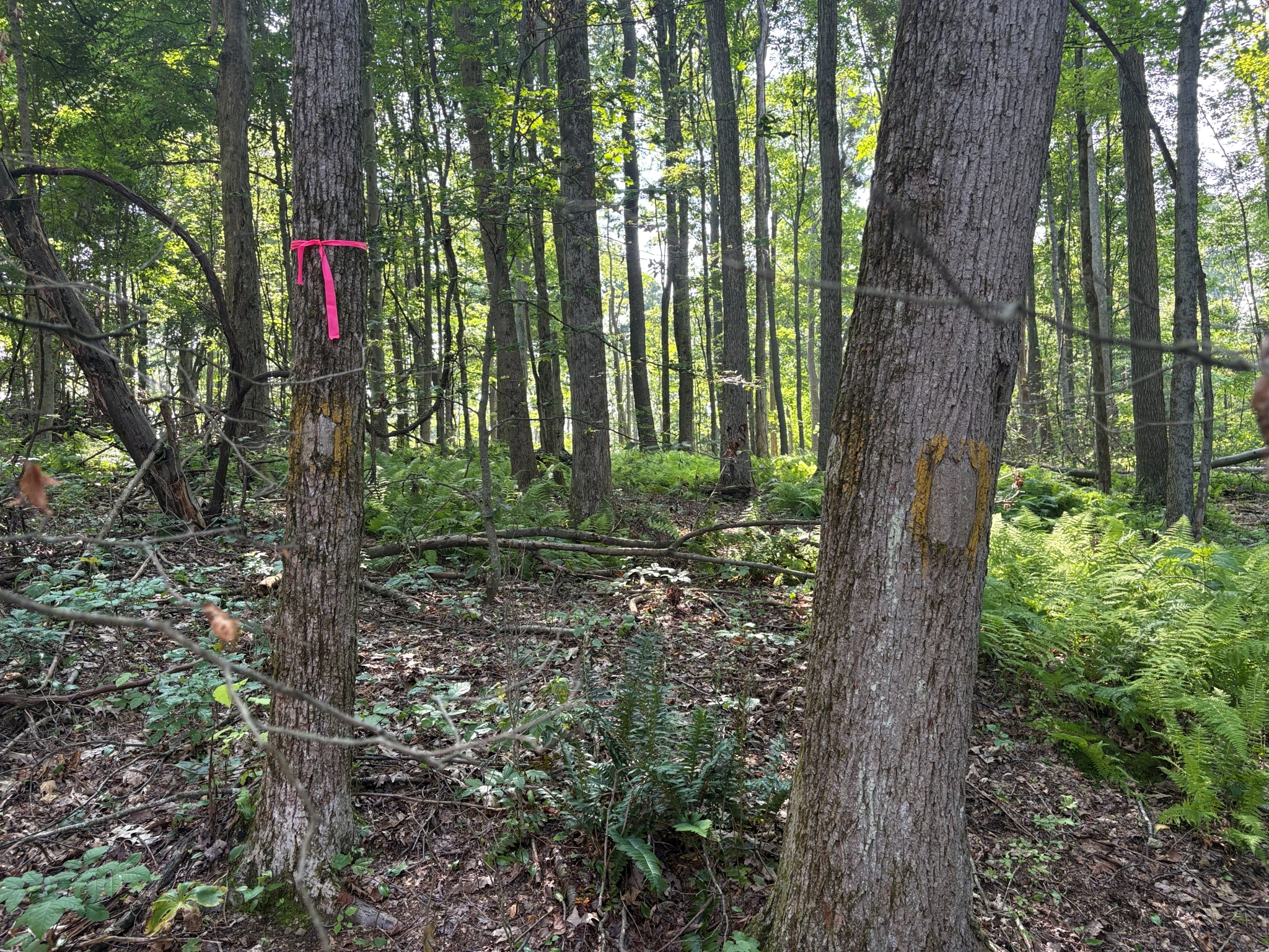 Listing Image 15
