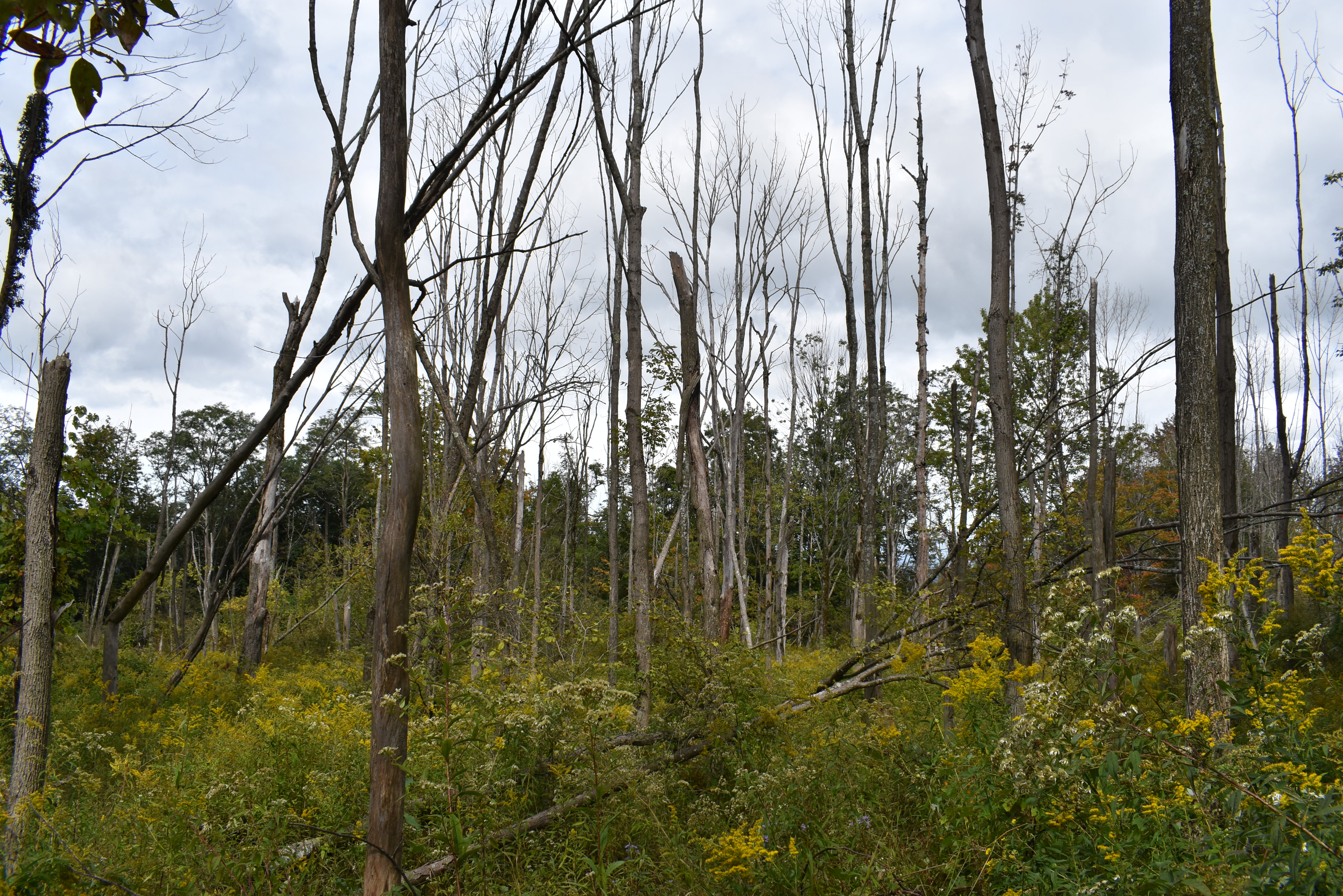 Listing Image 14