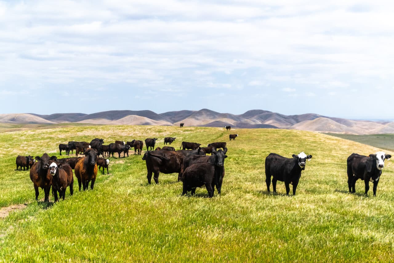 Pritchard Sumner Ranch