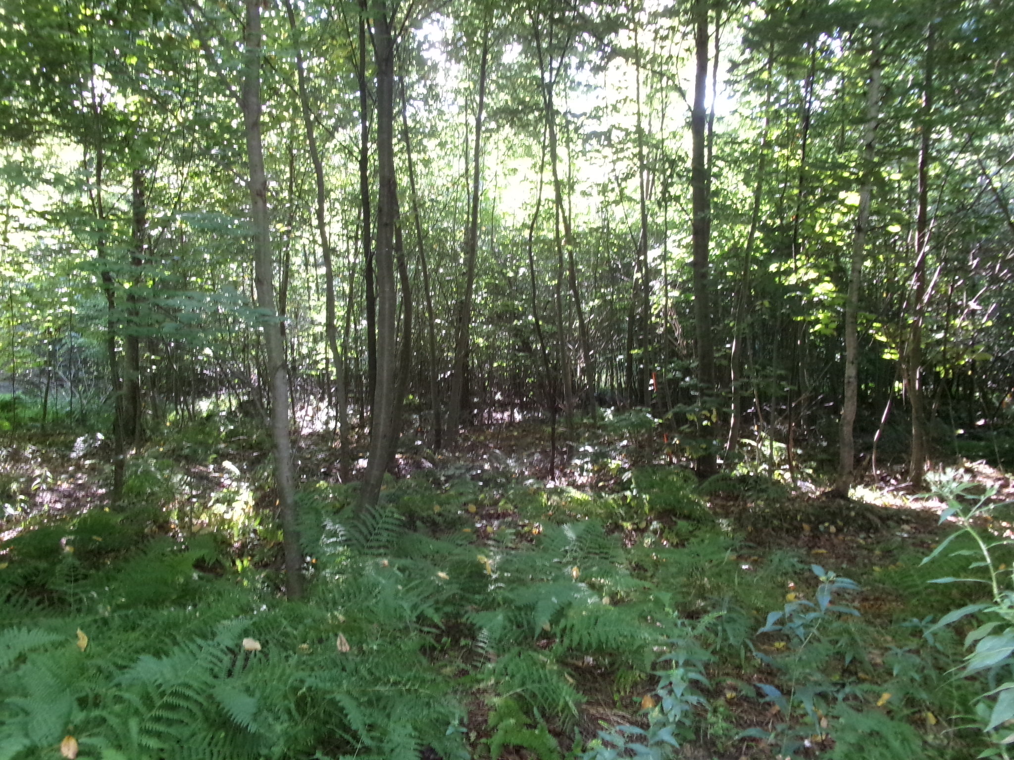 Listing Image 27