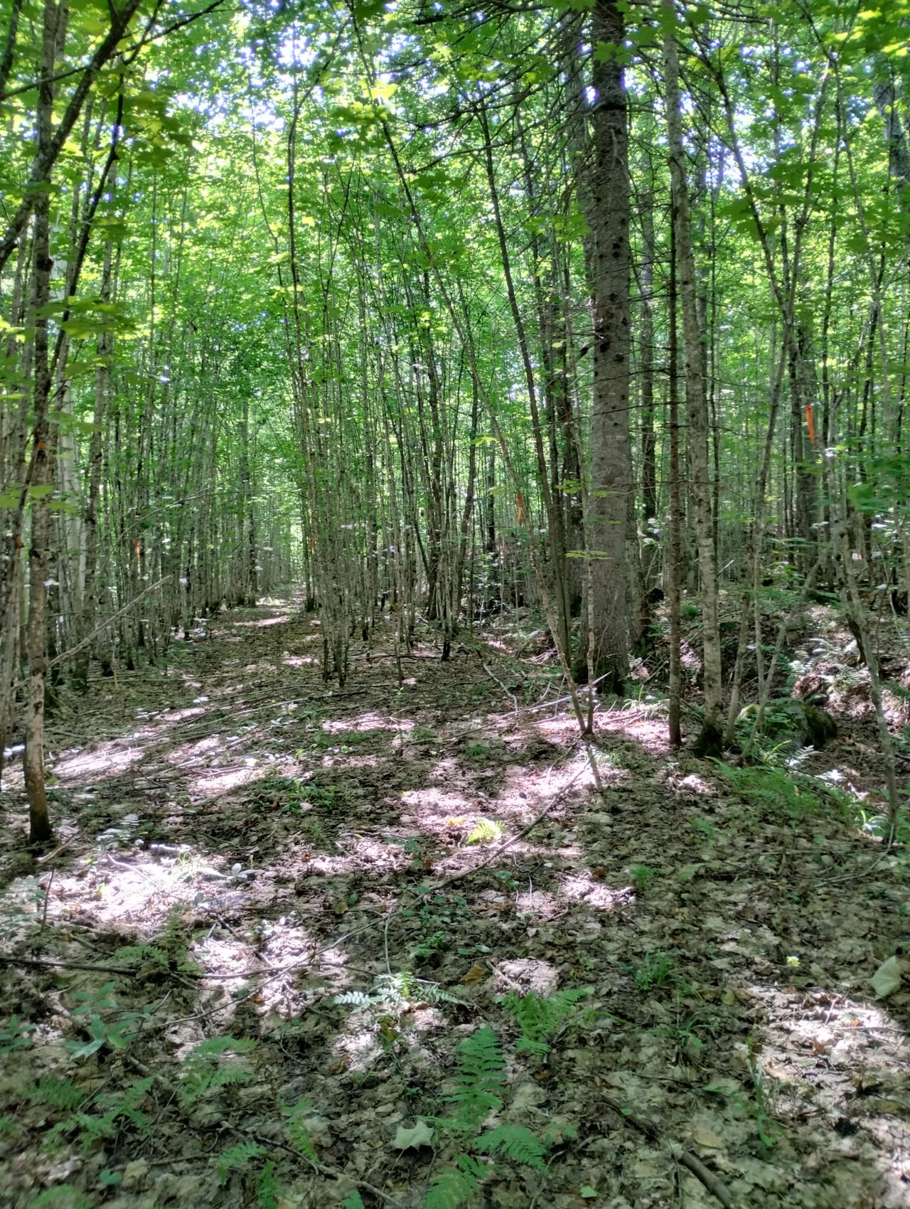 Michigan Gem 32+ Acres 50119851