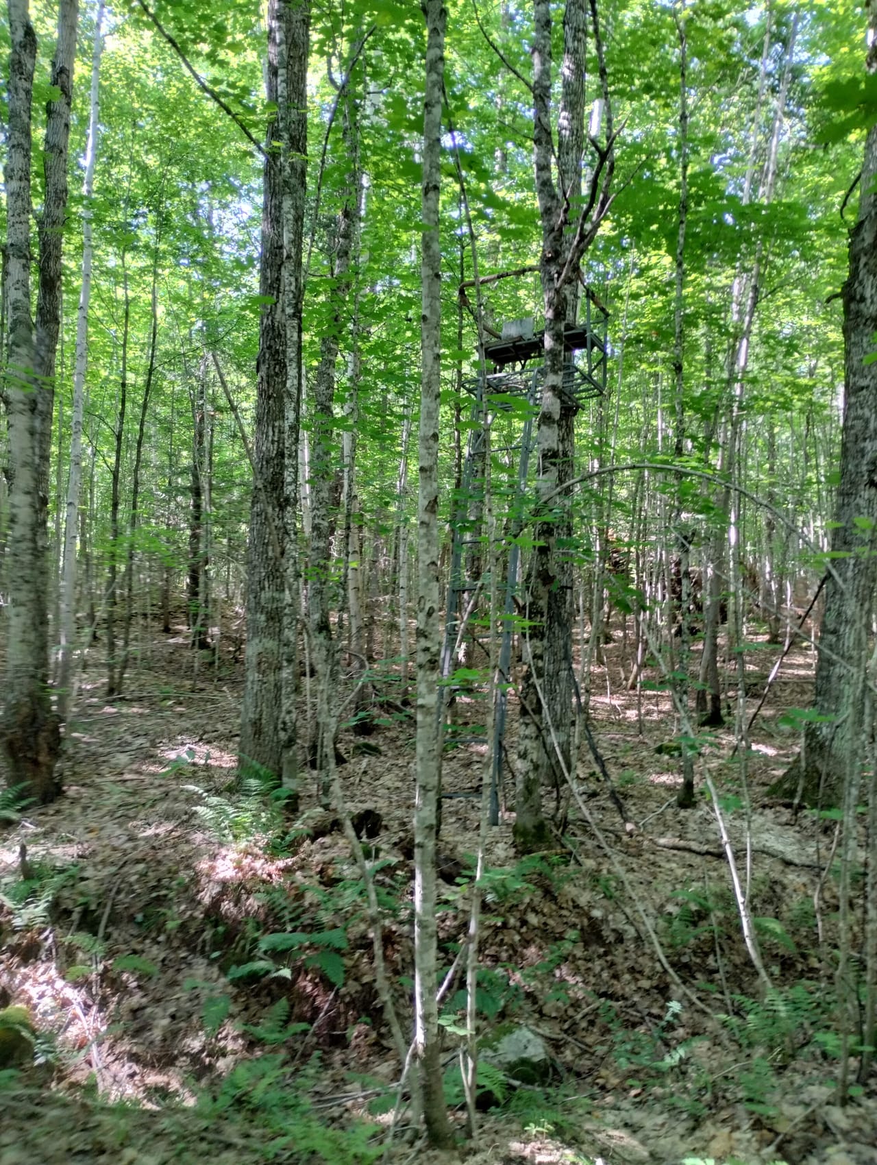 Michigan Gem 32+ Acres 50119851