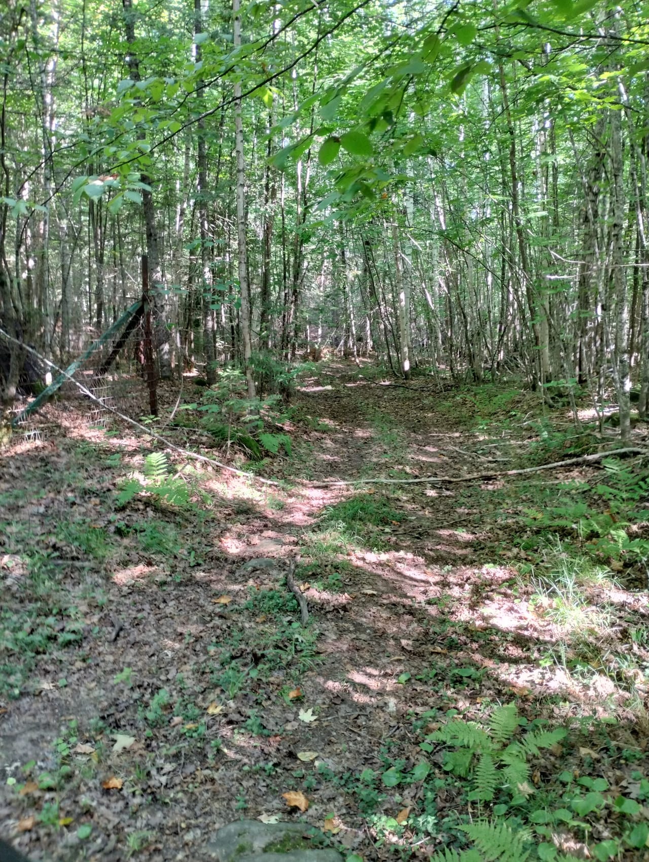 Michigan Gem 32+ Acres 50119851