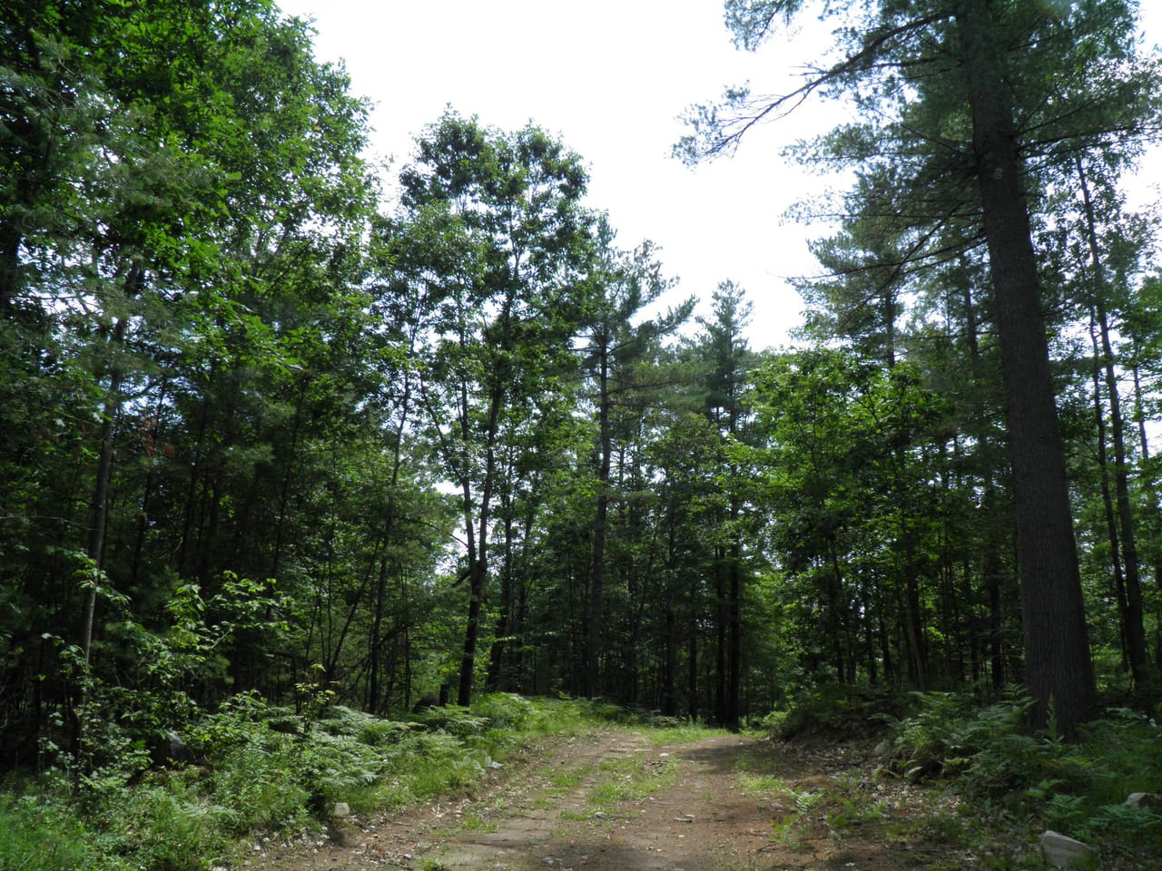 Ausable Sand Plains