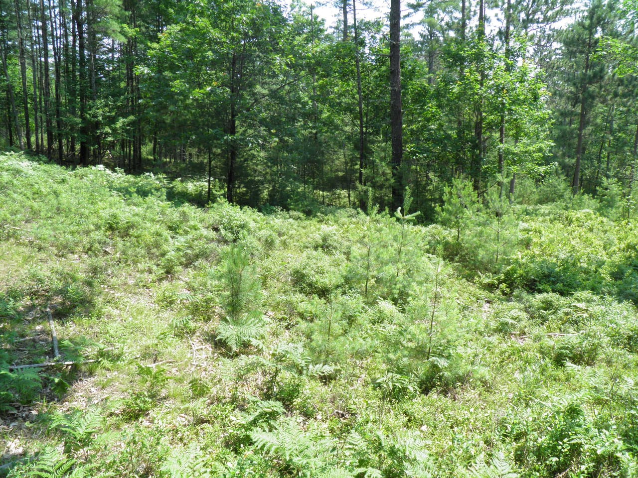 Ausable Sand Plains