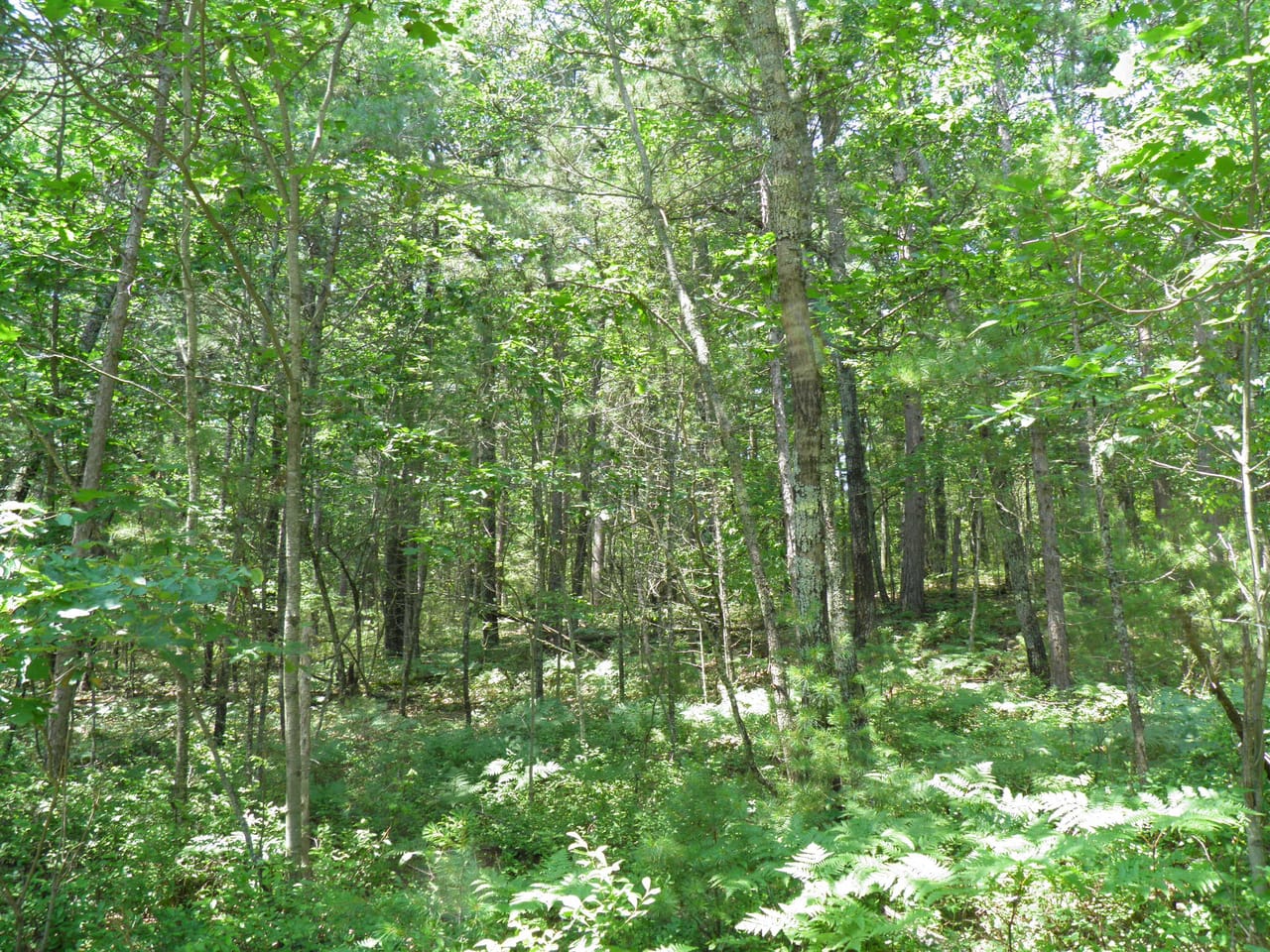 Ausable Sand Plains