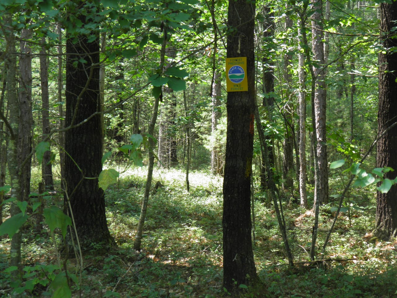 Ausable Sand Plains