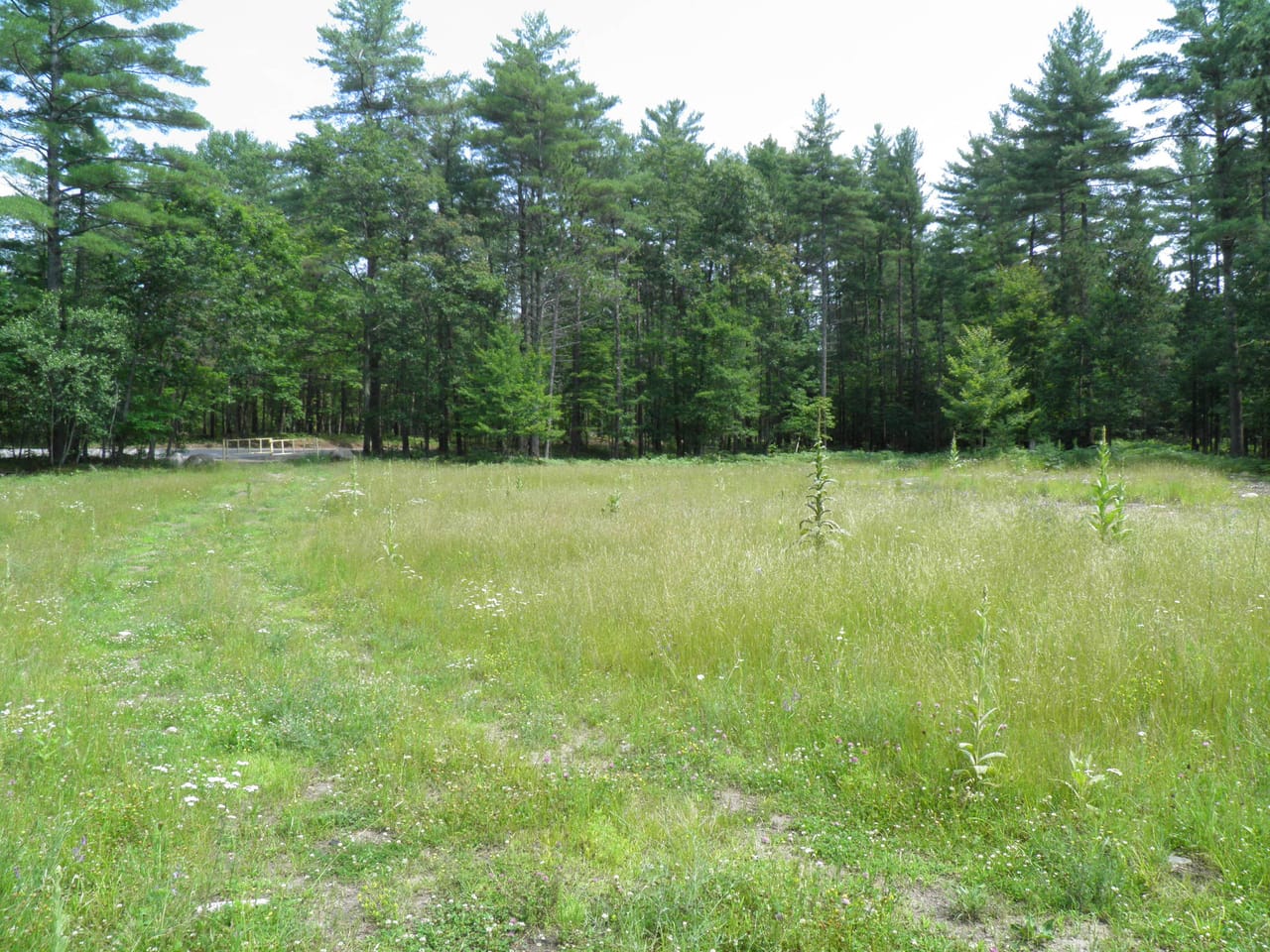 Ausable Sand Plains