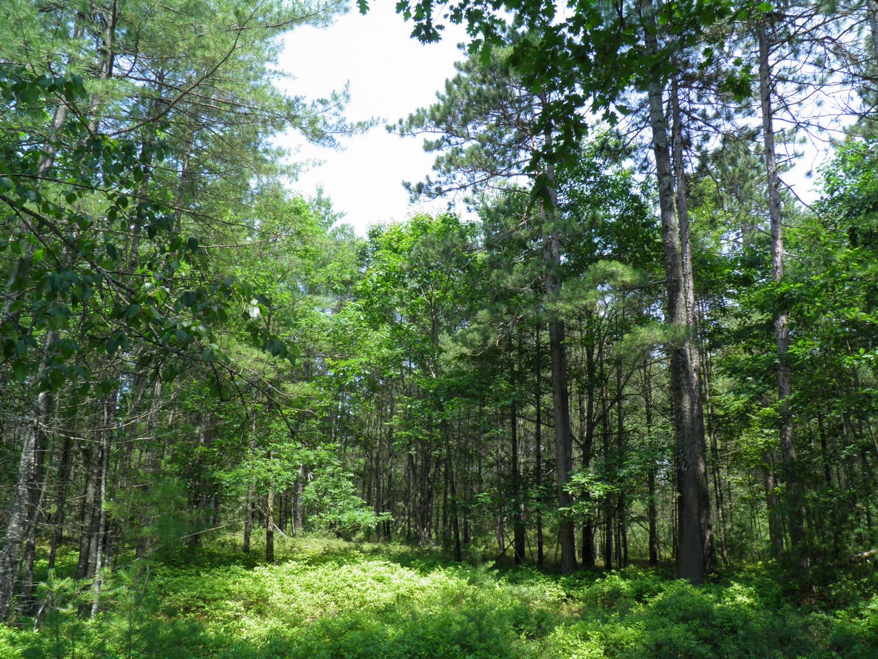 Ausable Sand Plains