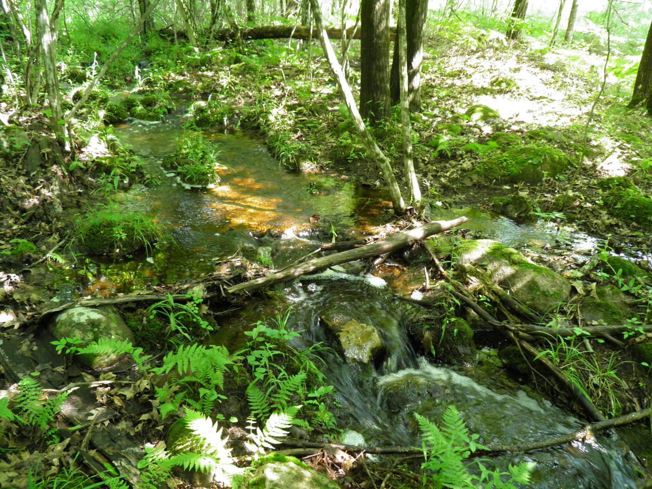 Ausable Sand Plains
