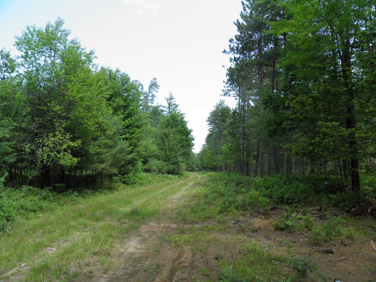 Ausable Sand Plains