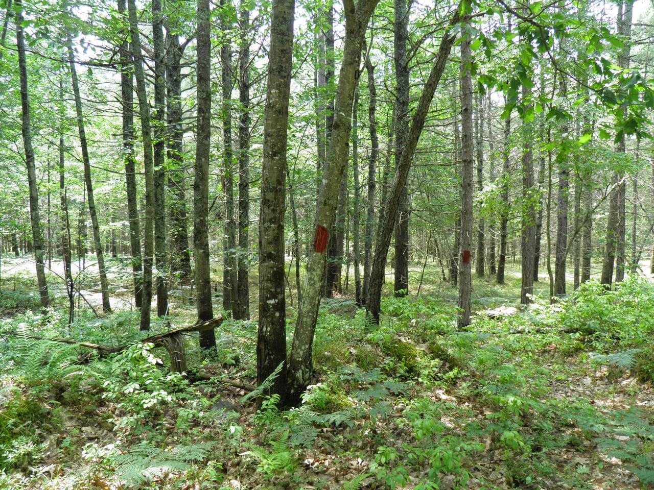 Ausable Sand Plains