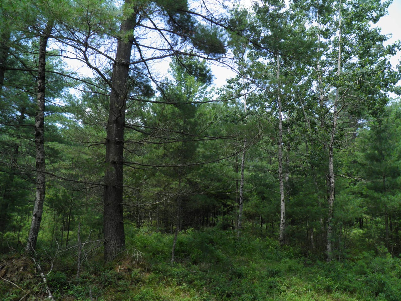 Ausable Sand Plains