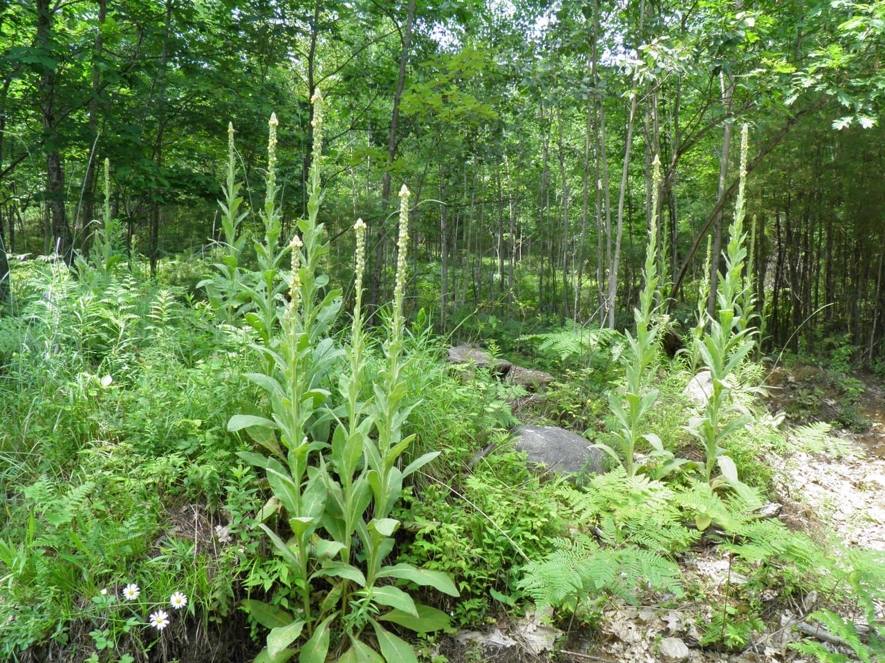 Ausable Sand Plains