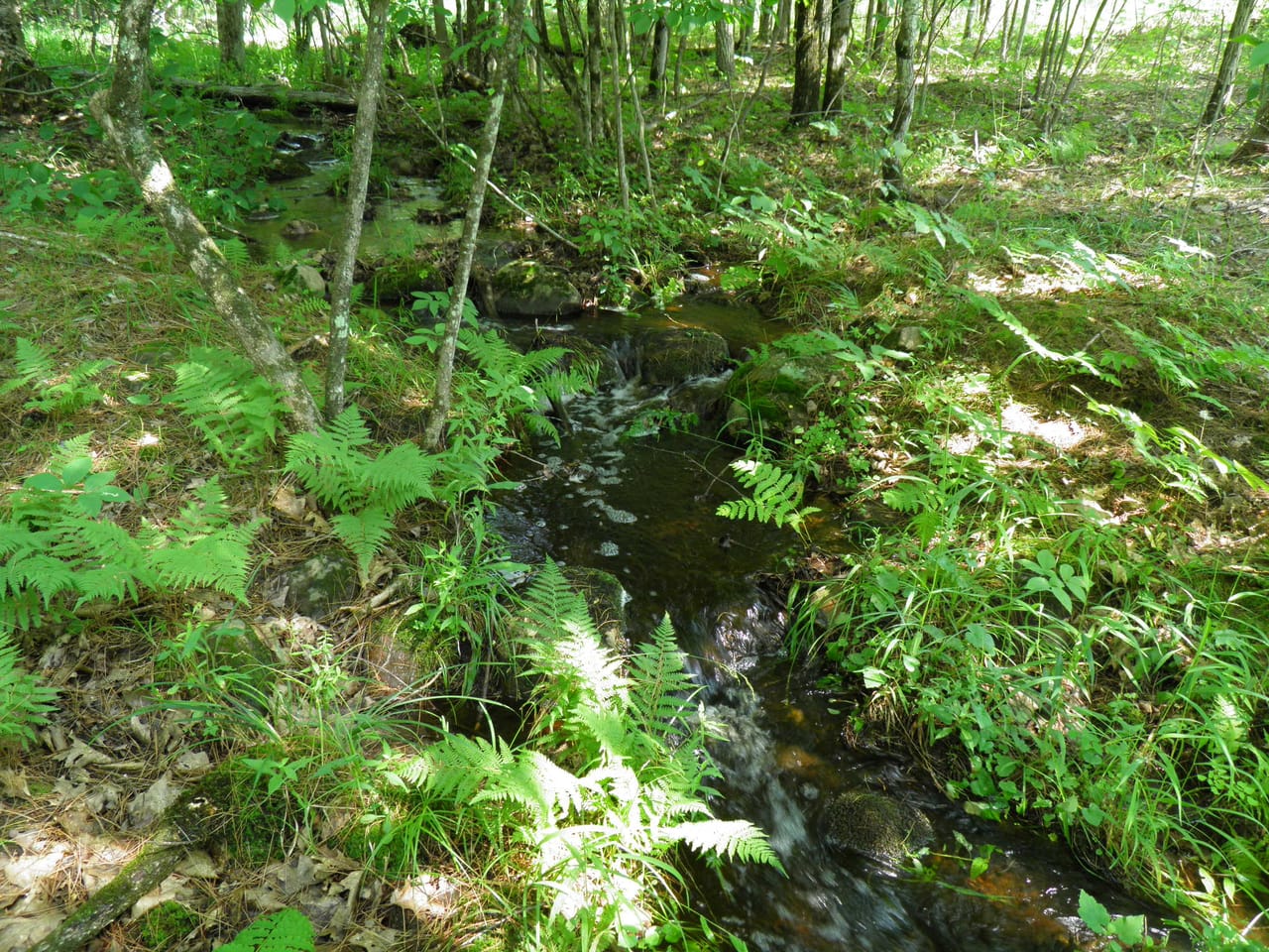 Ausable Sand Plains