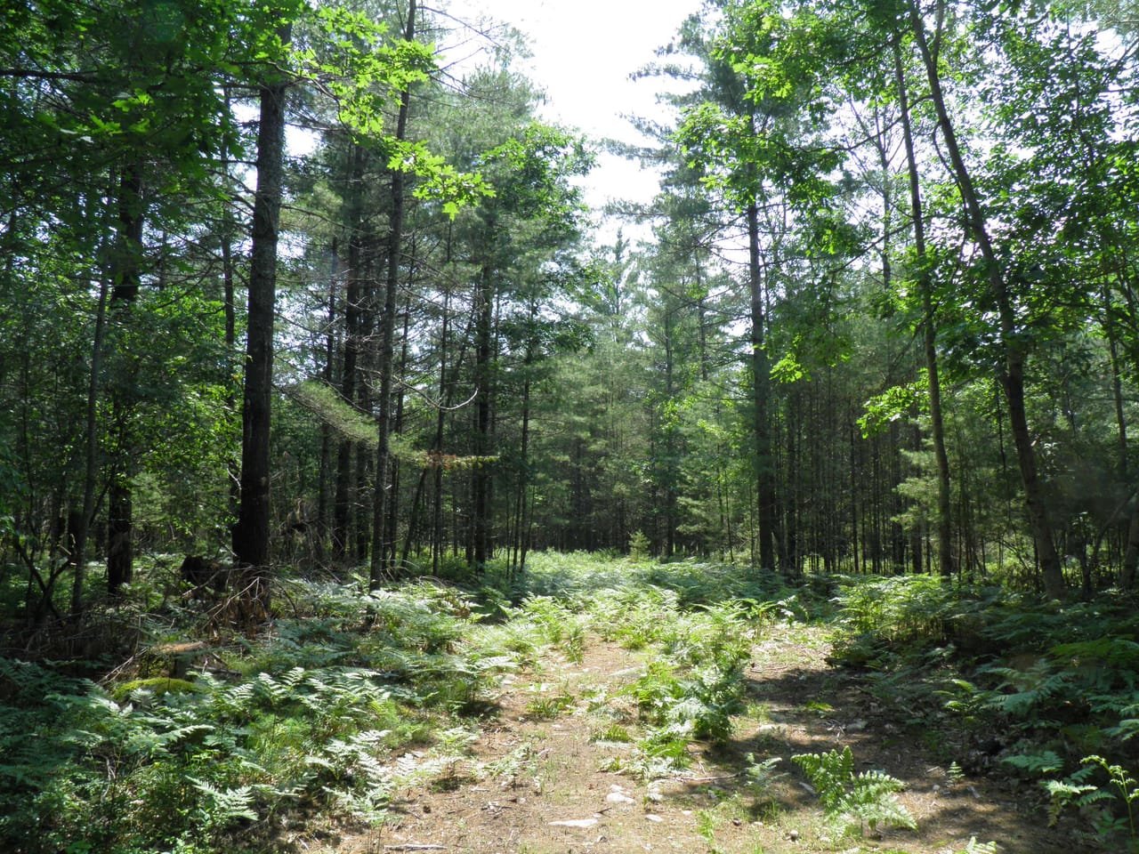 Ausable Sand Plains