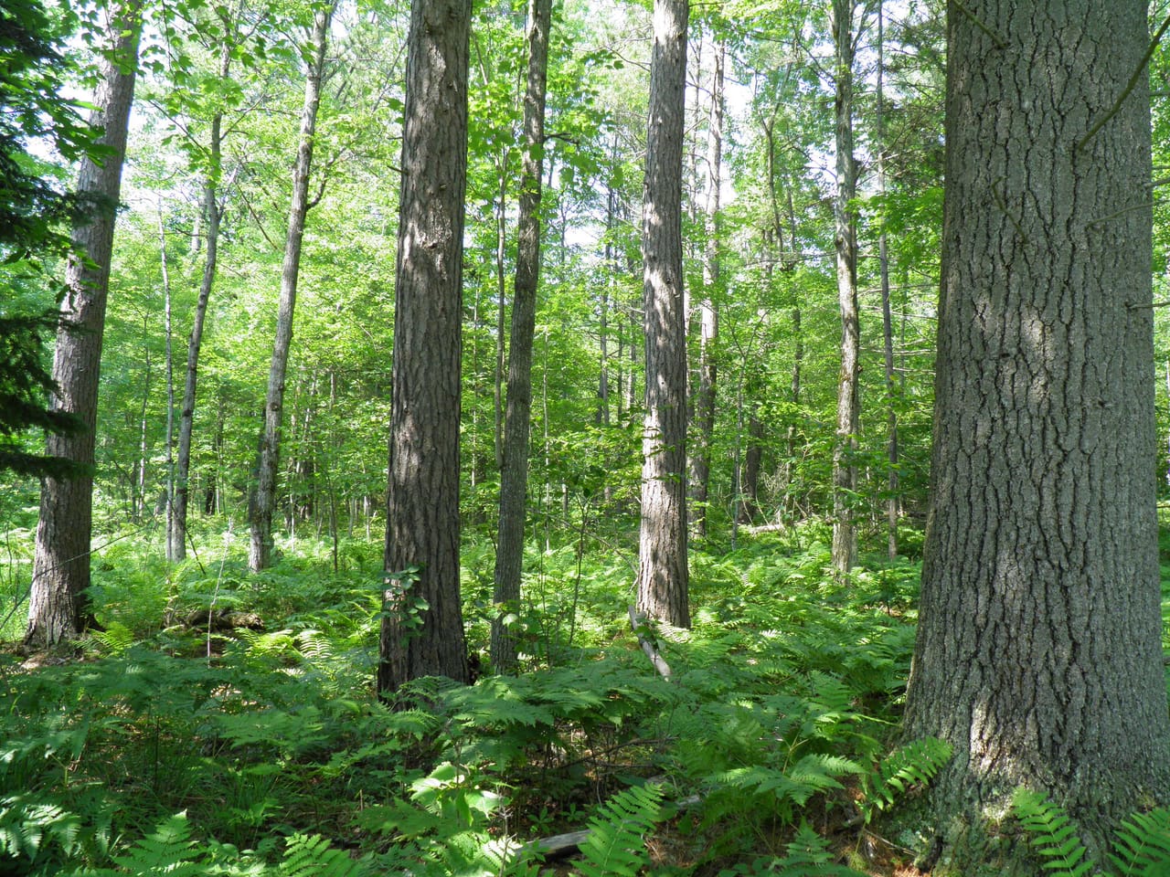 Ausable Sand Plains