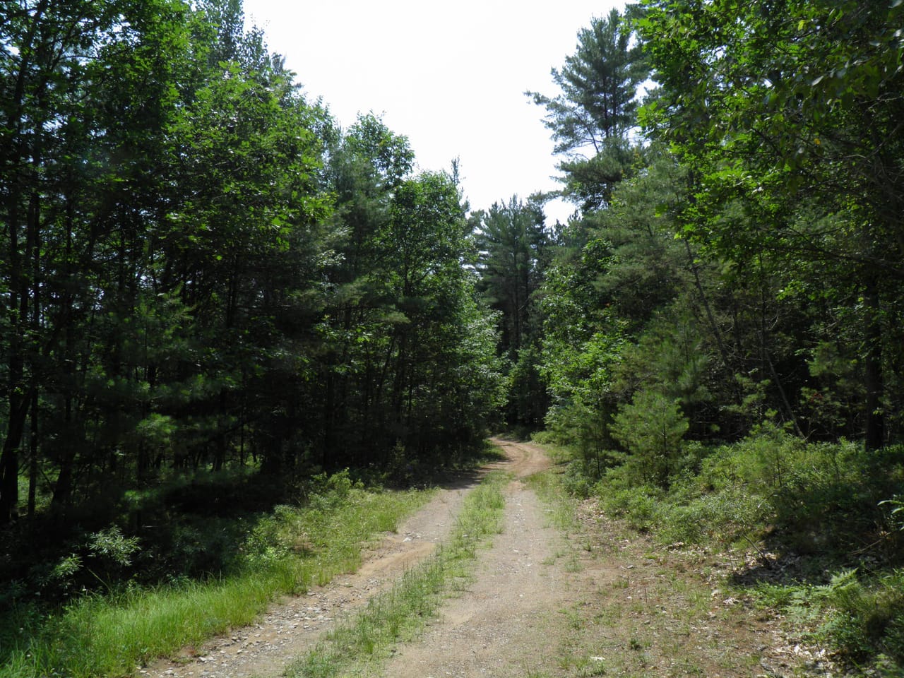 Ausable Sand Plains