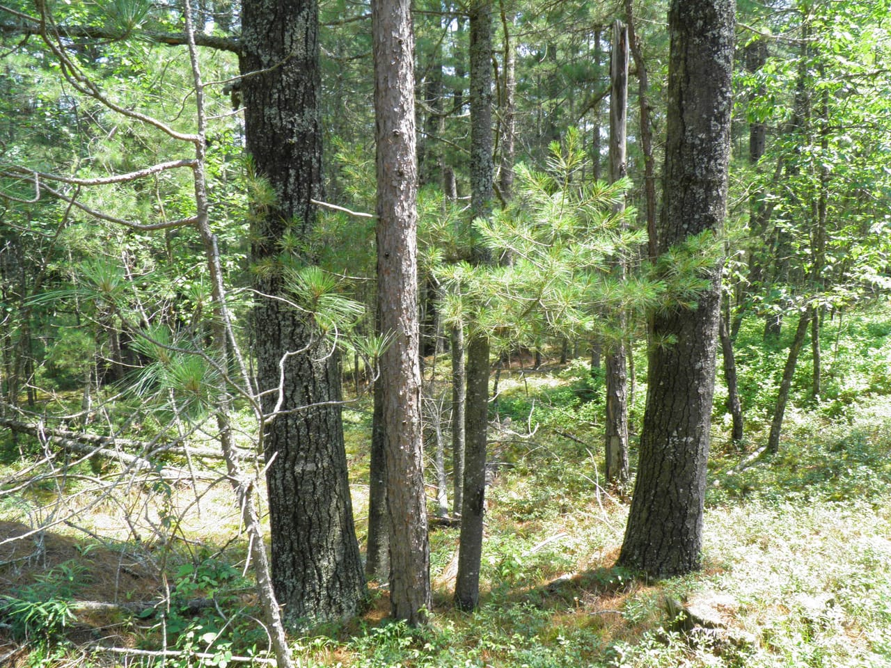 Ausable Sand Plains