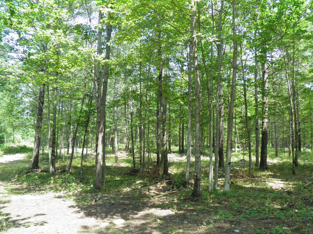 Ausable Sand Plains