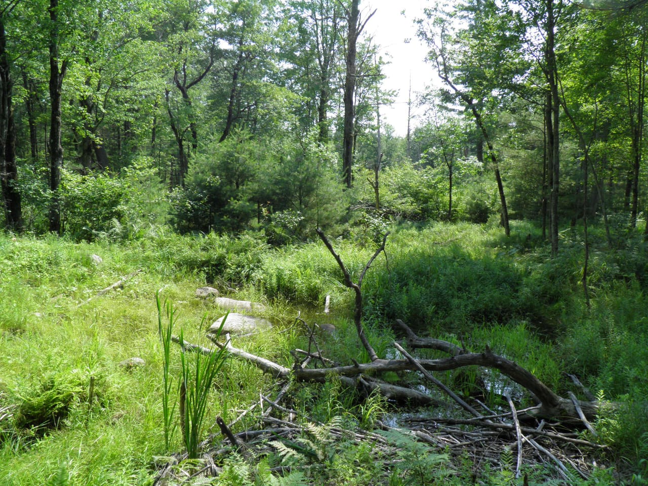 Ausable Sand Plains