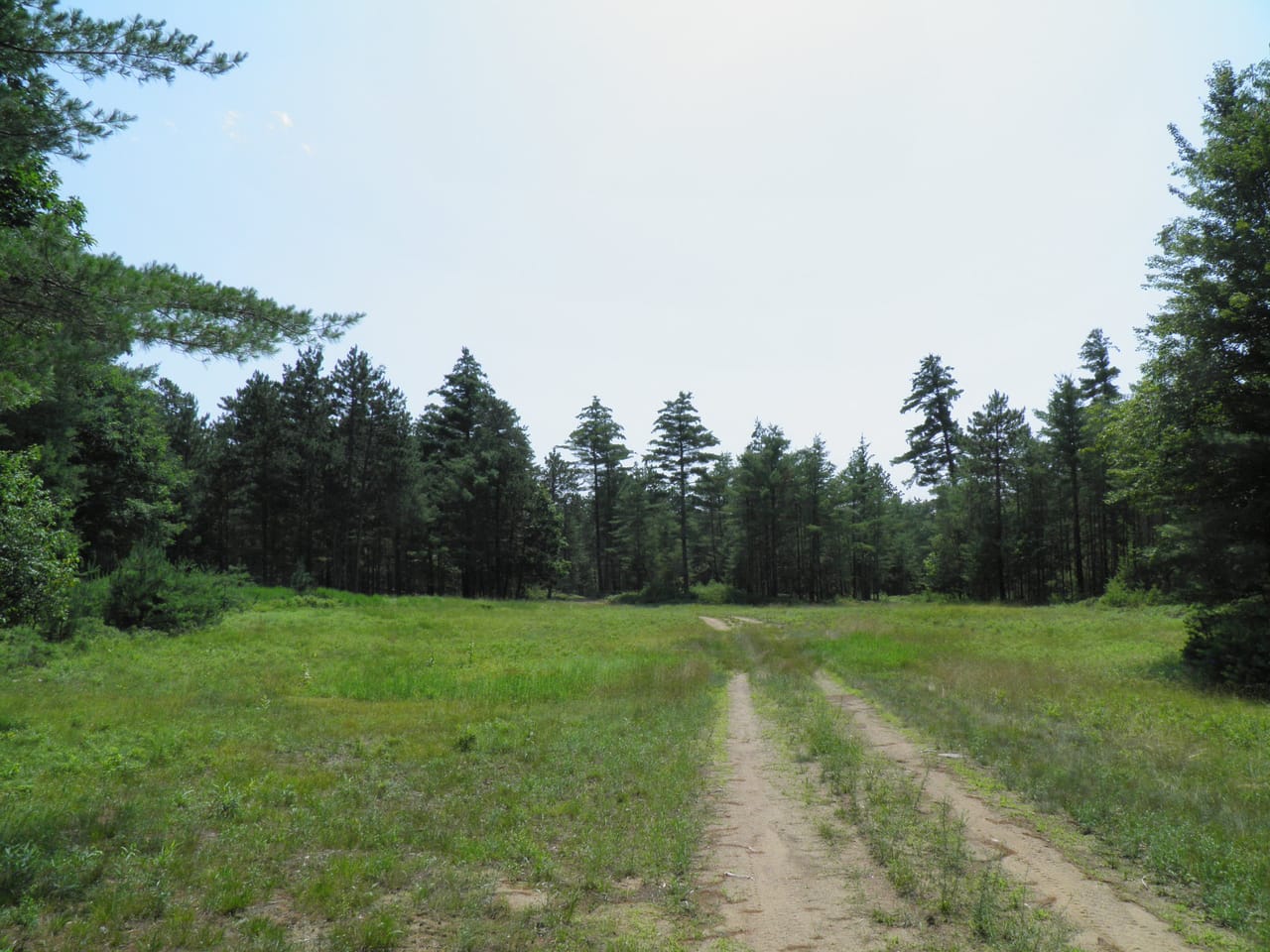Ausable Sand Plains