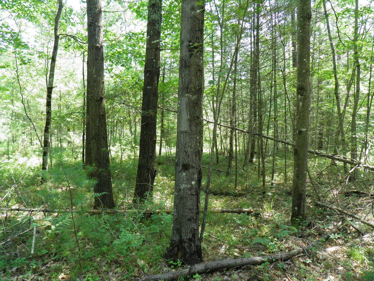 Ausable Sand Plains
