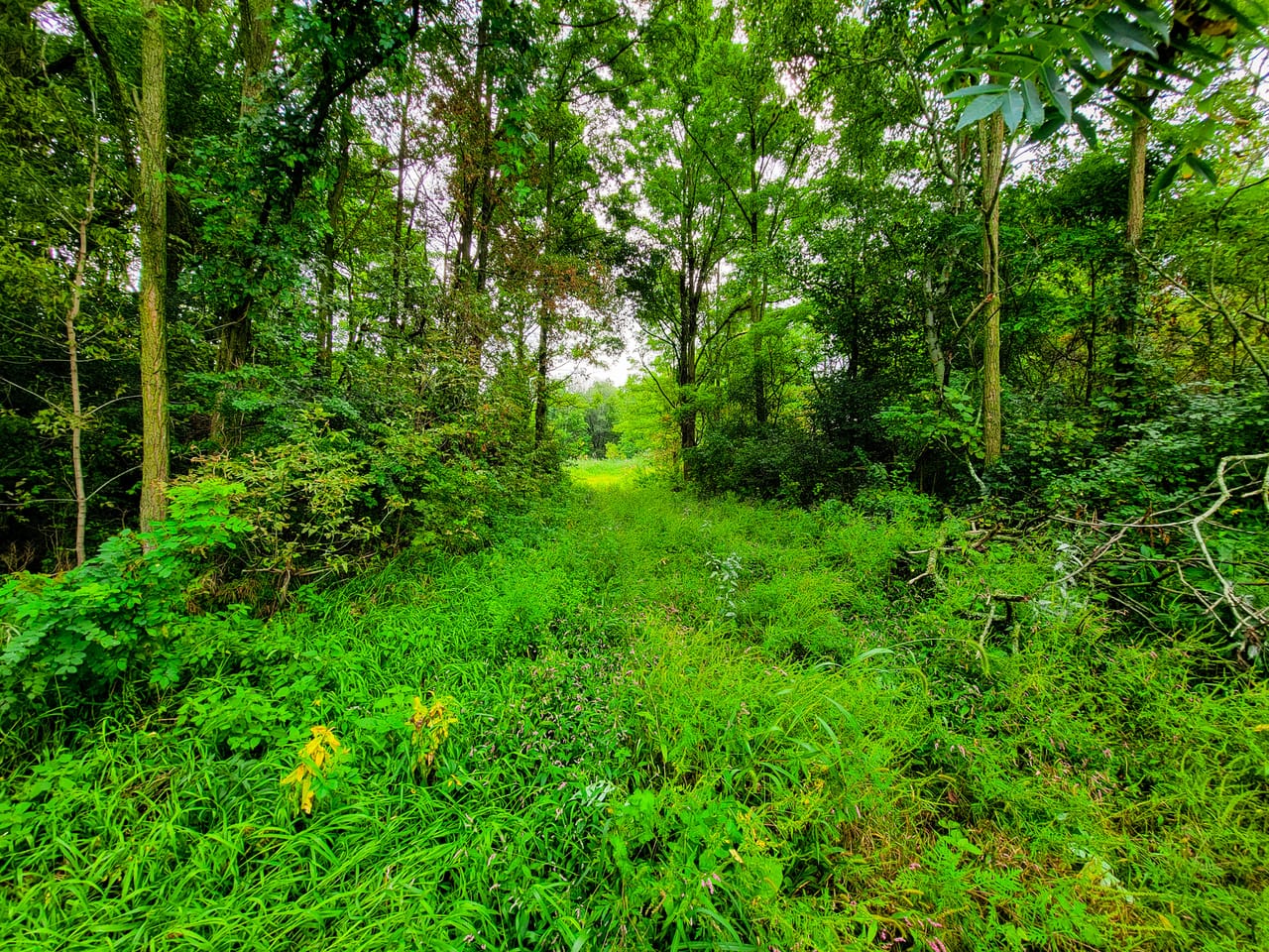 Listing Image 59