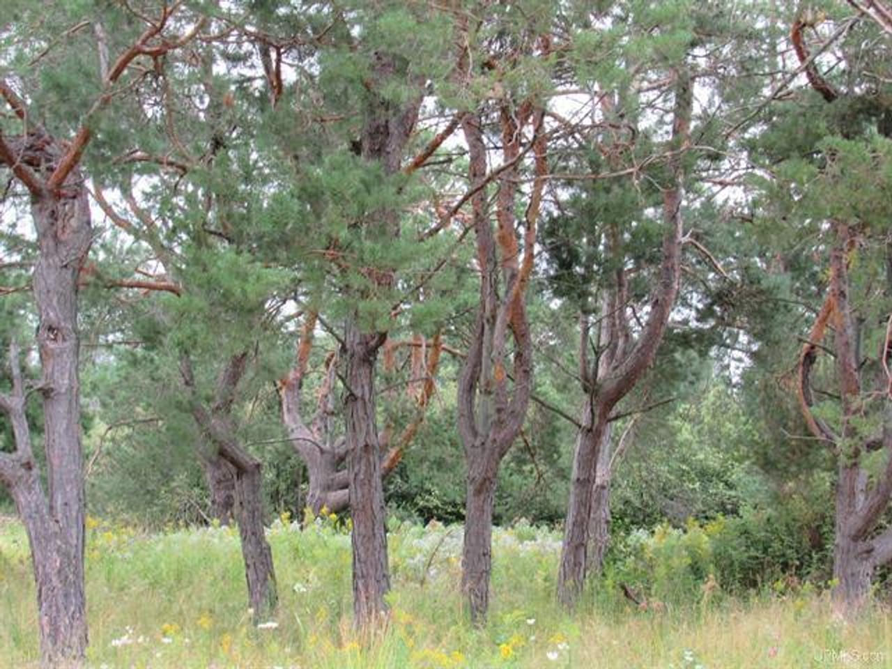 Michigan Recreational Property 50123644