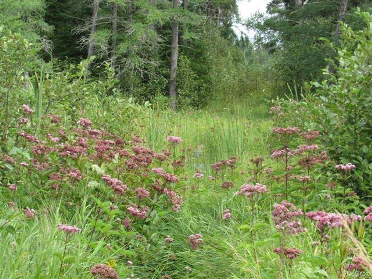 Michigan Recreational Property 50123644