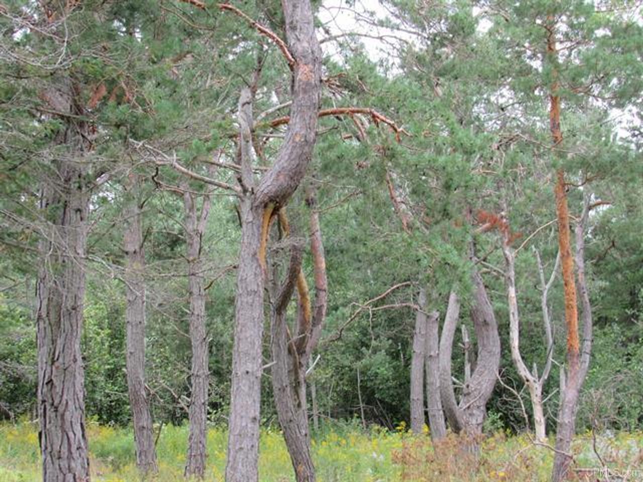 Michigan Recreational Property 50123644