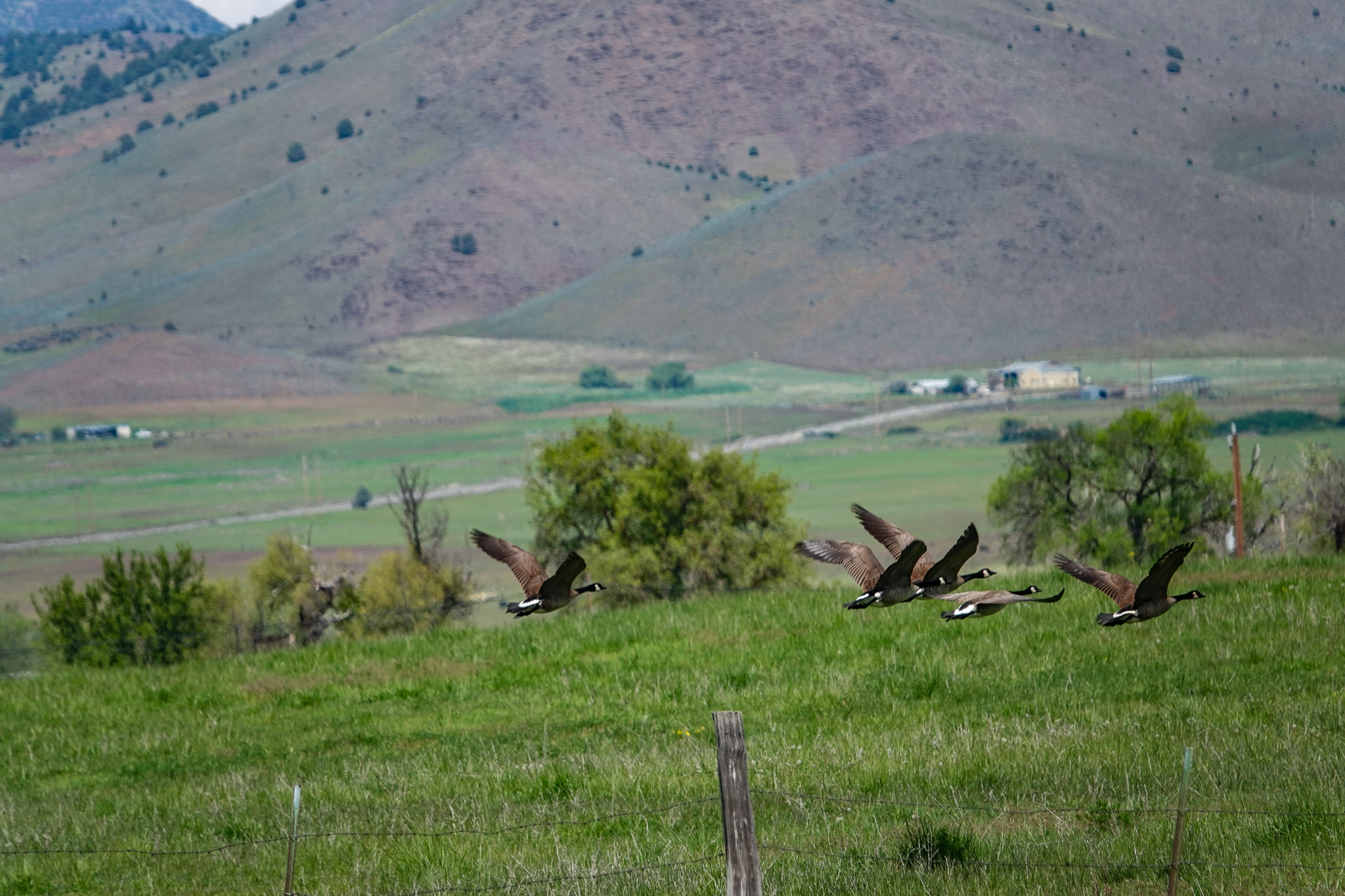 Lorenzini Ranch