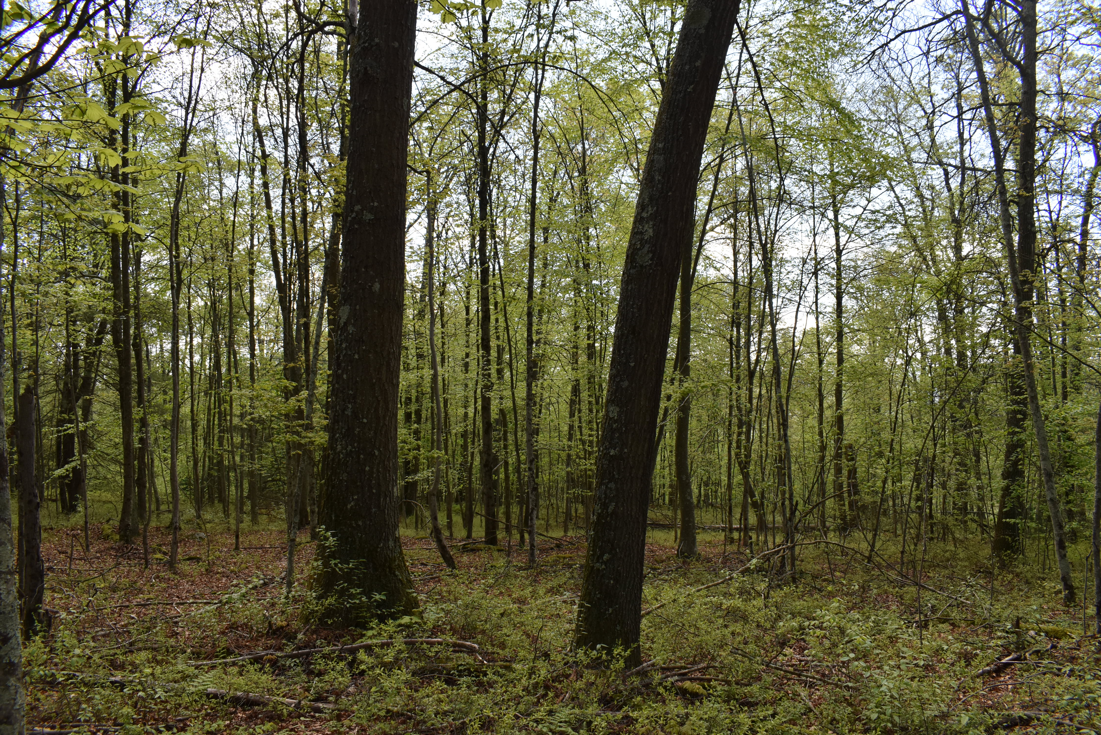 Grugan Hollow