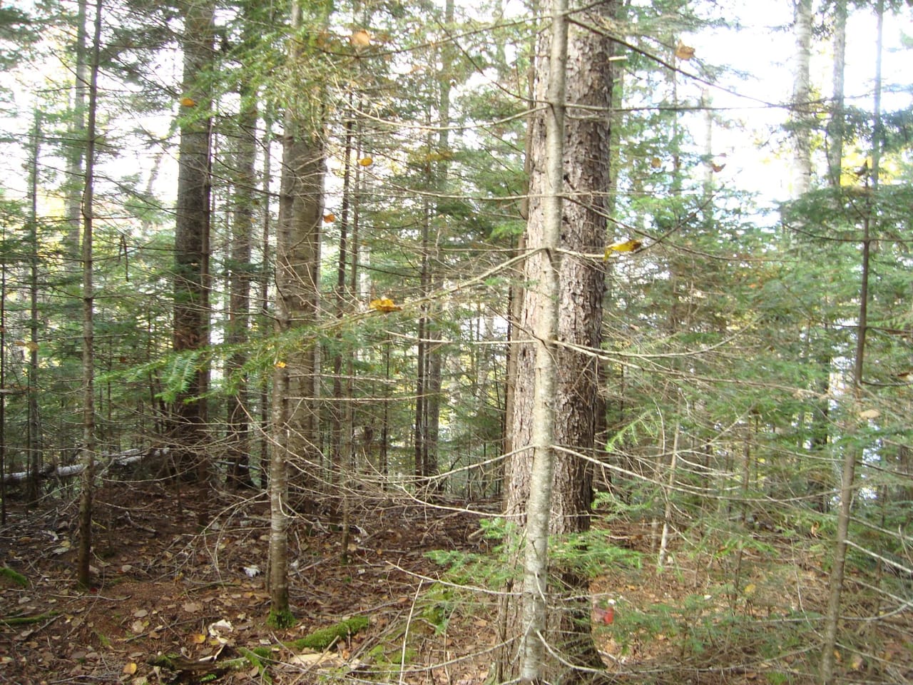 Listing Image 75