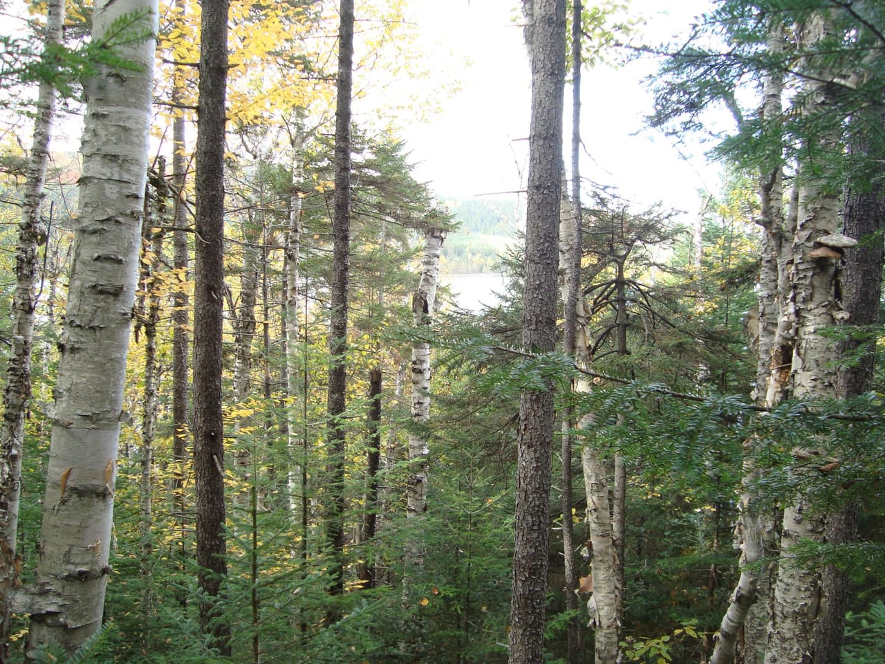 Listing Image 76