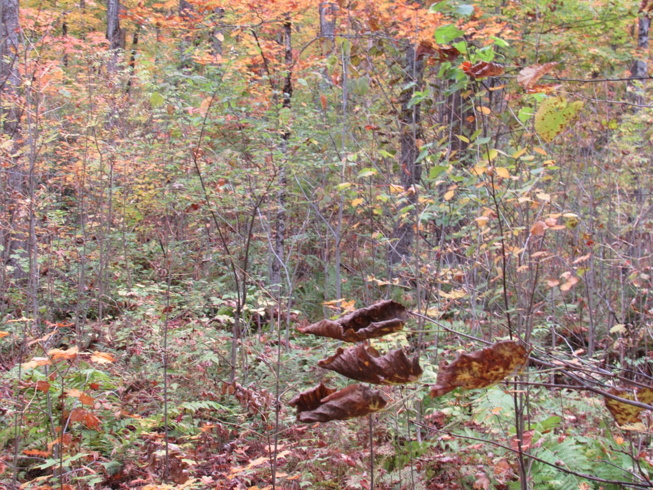 51 +/- Acre Waterfront 50124997