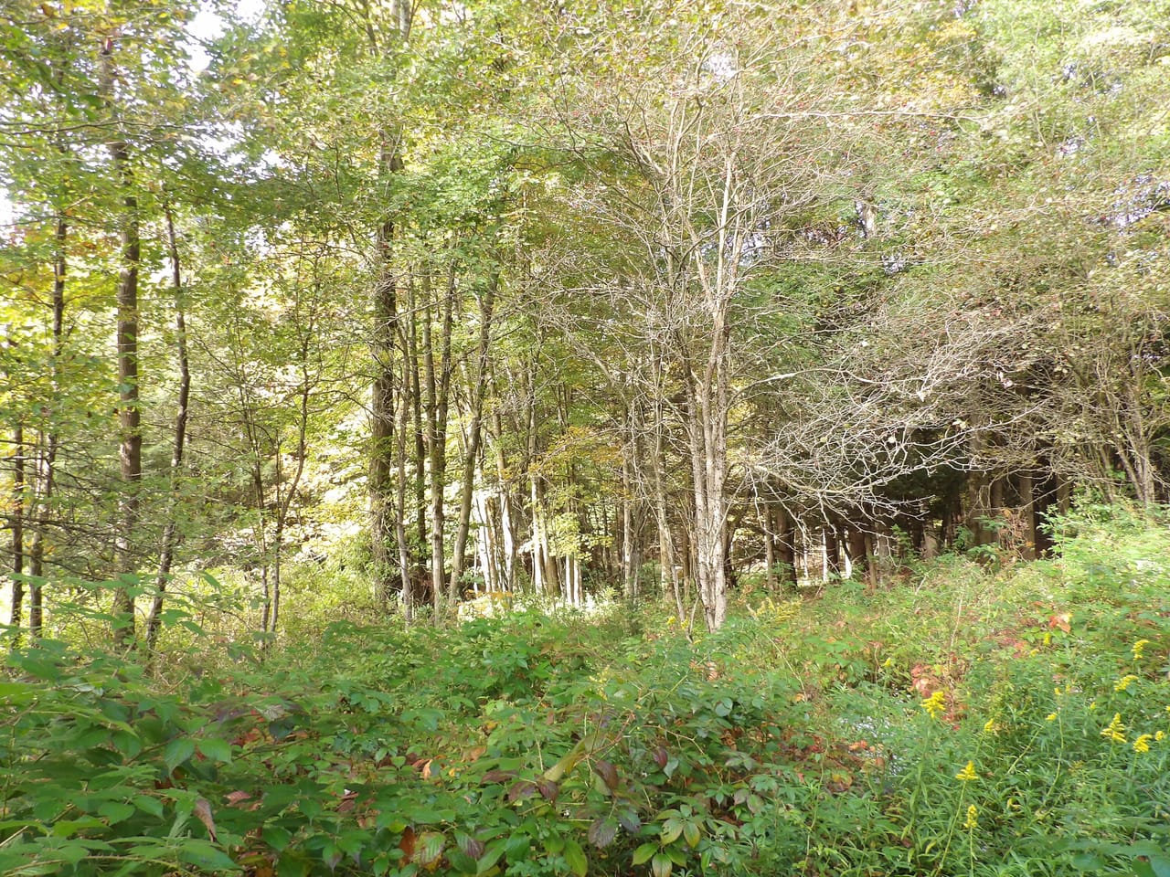 Listing Image 33