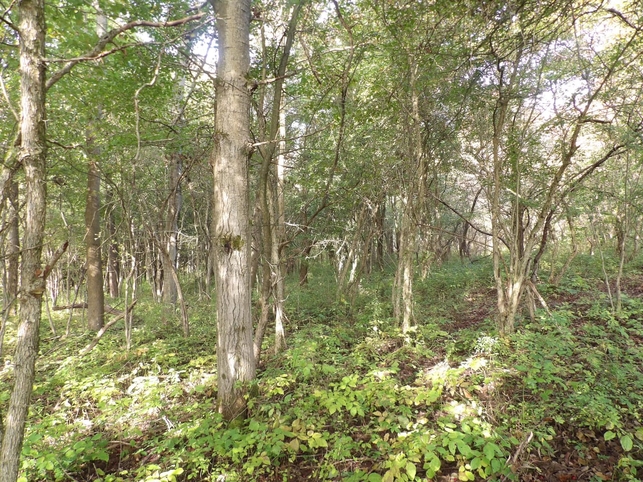 Listing Image 10